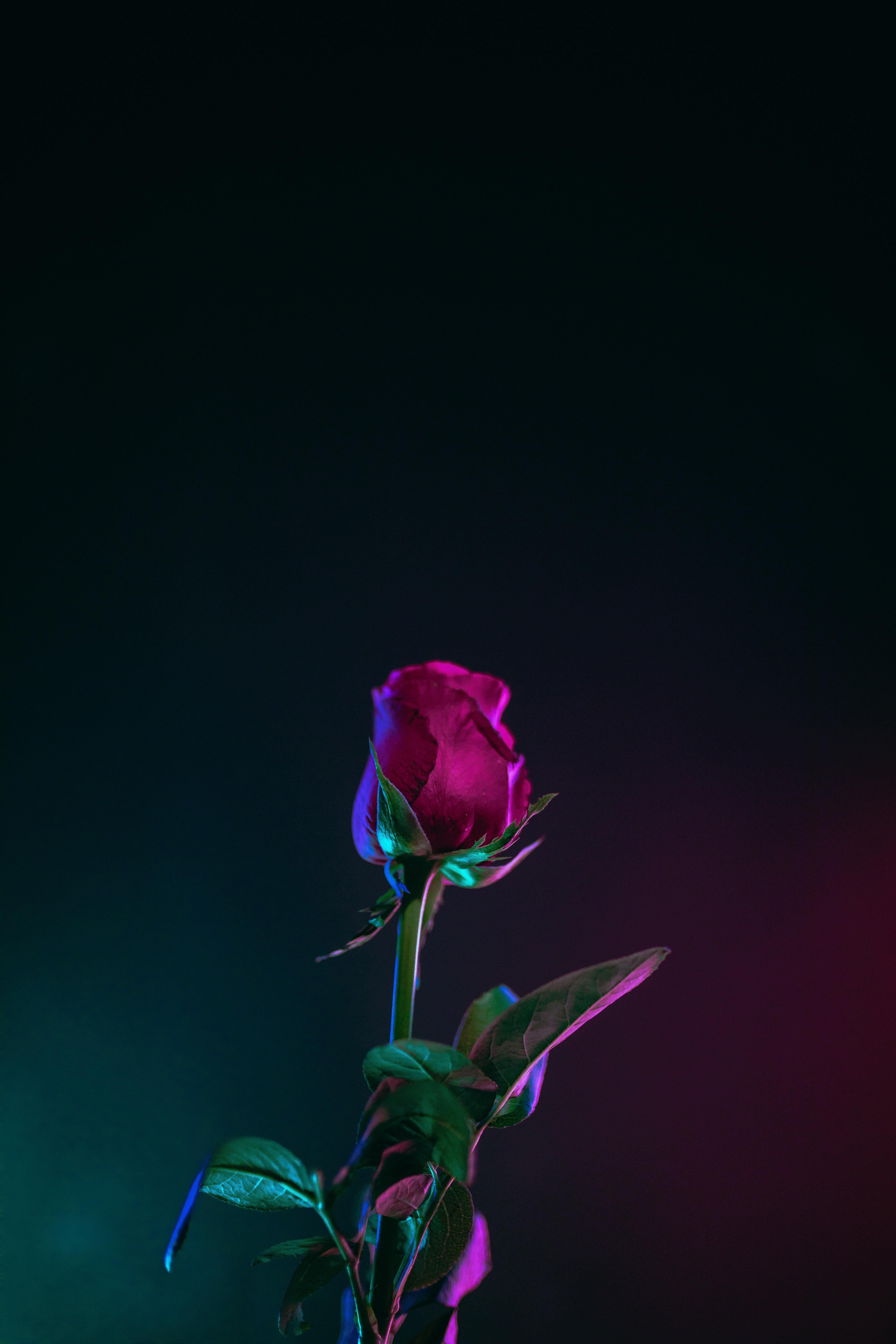 4480x6720 The Aesthetic of Flowers best free flower, petal, plant and flora photo, Phone