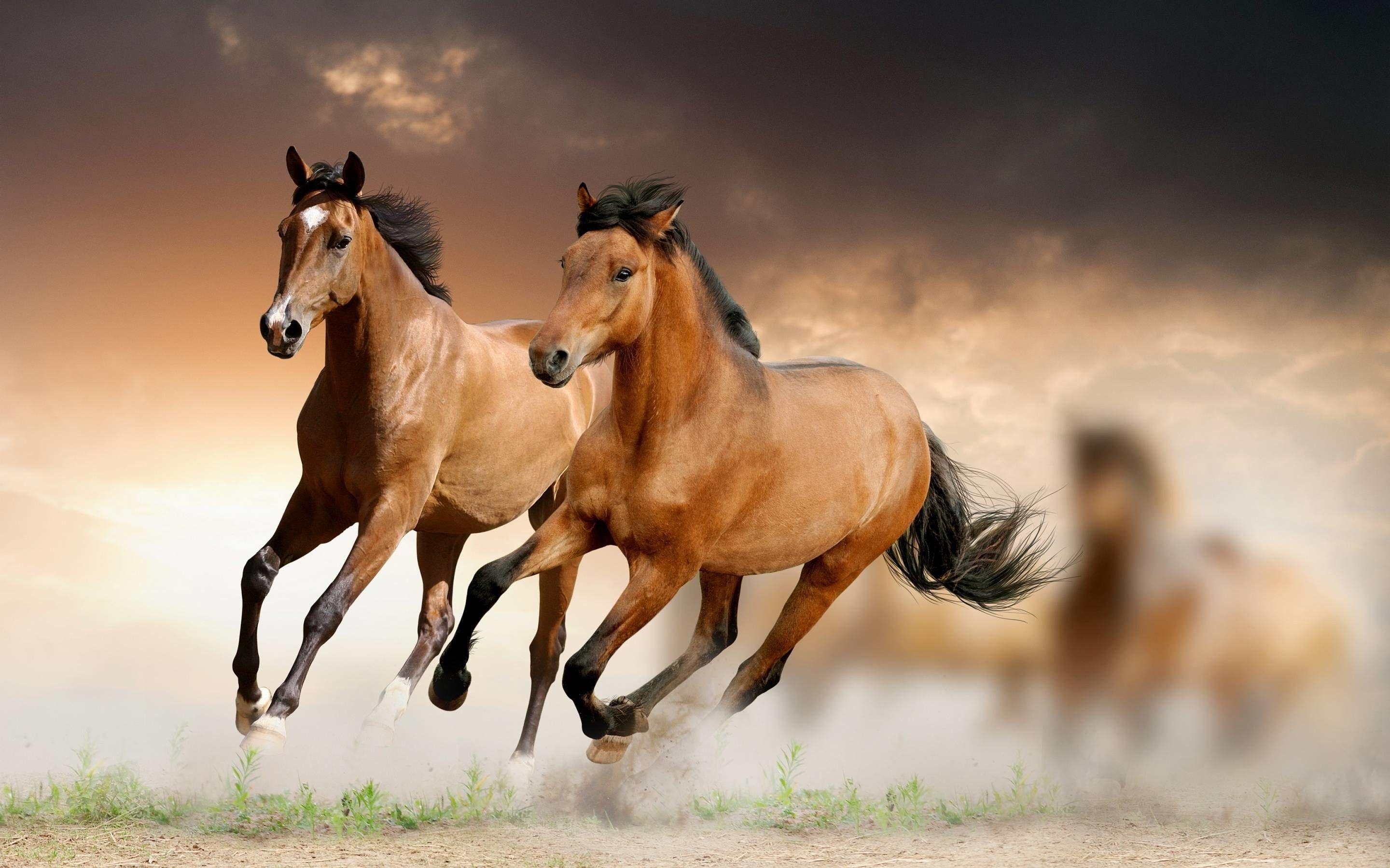 2880x1800 Running Horses Wallpaper, Desktop