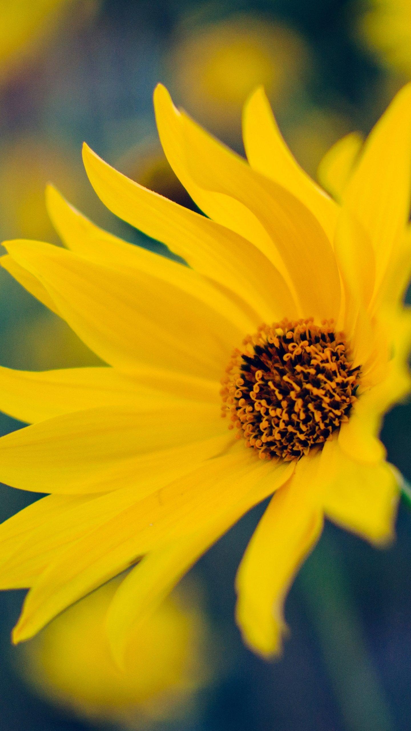 1440x2560 Yellow Flower Wallpaper, Android & Desktop Background, Phone