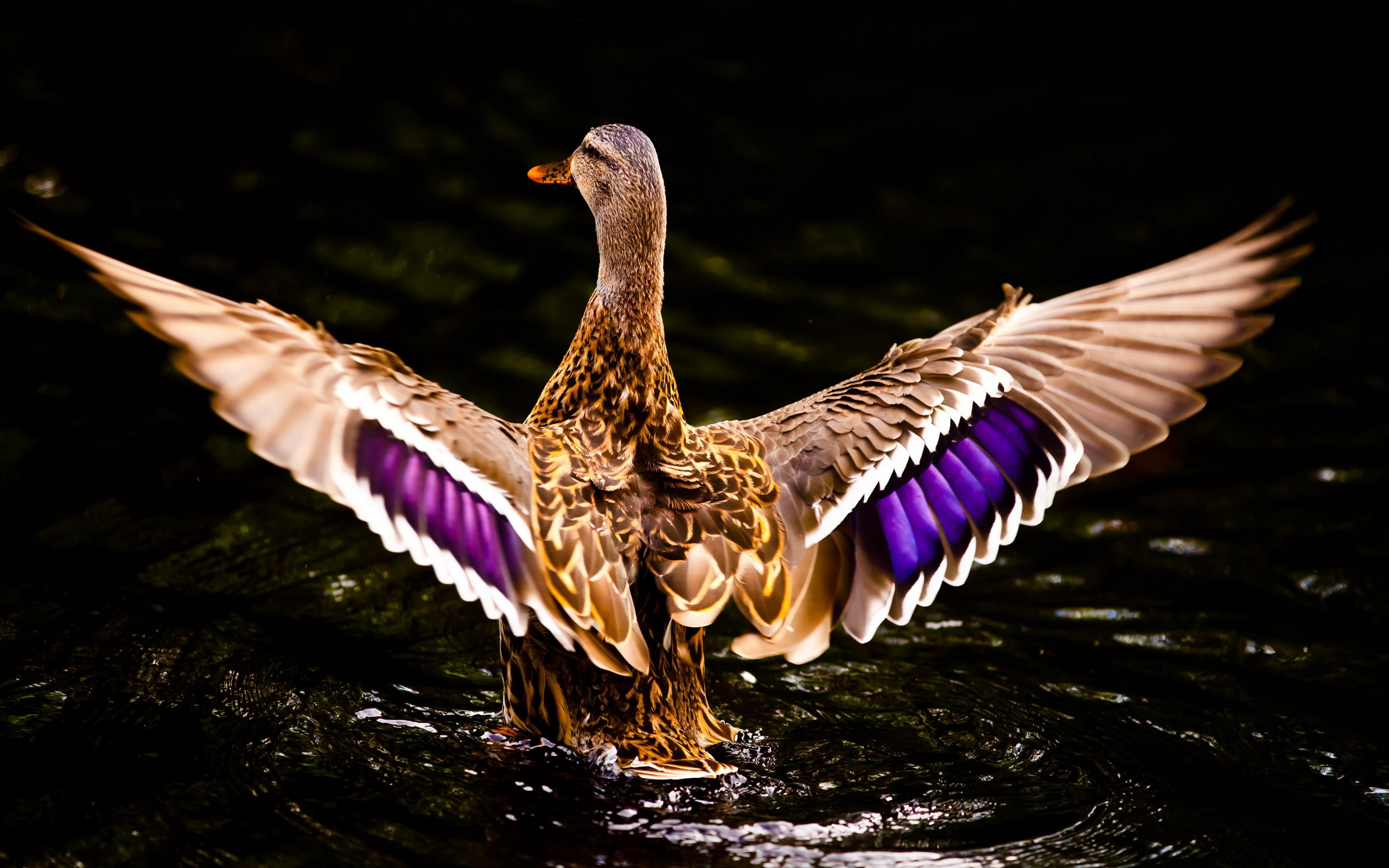 2560x1600 Animal Duck HD Wallpaper, Desktop