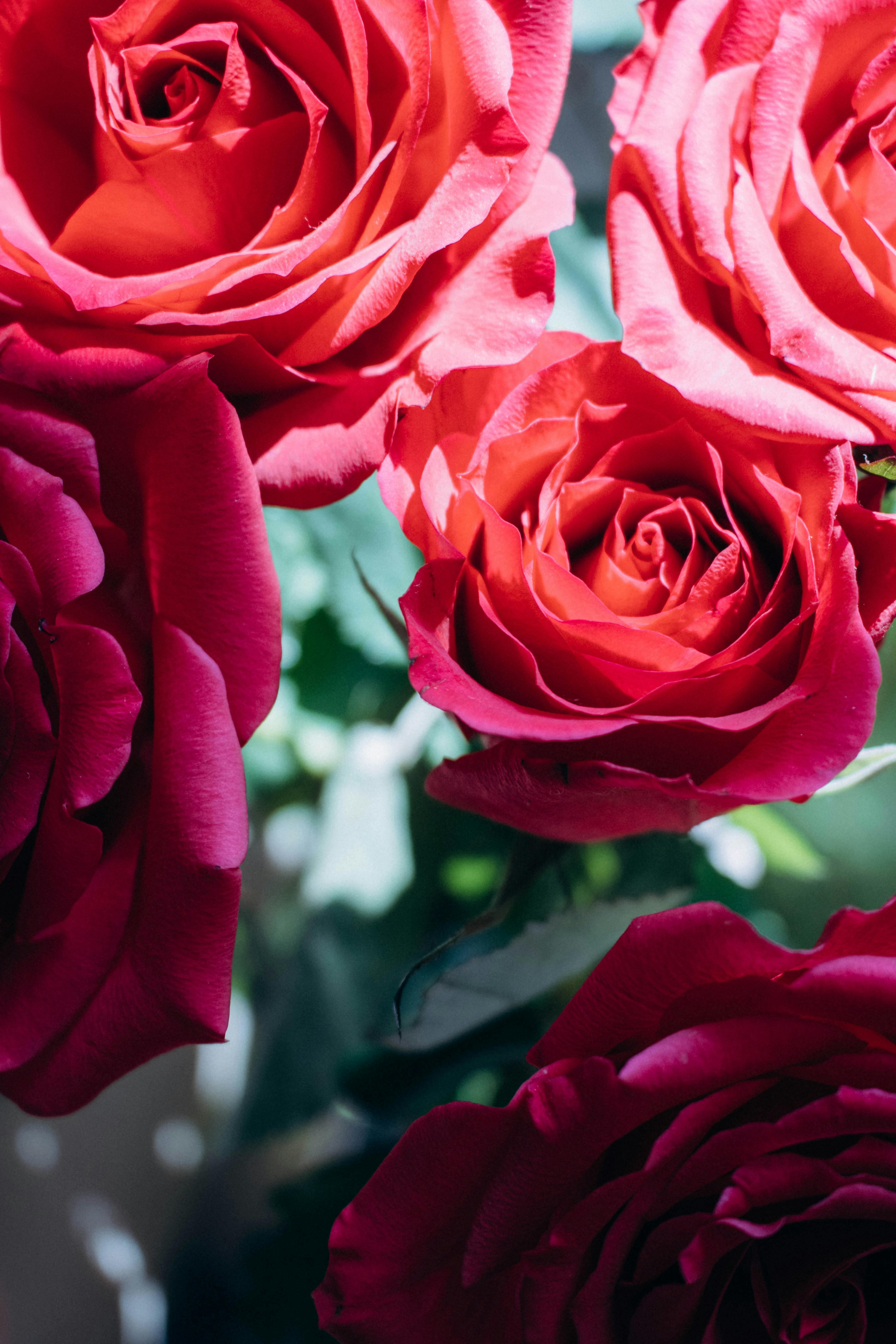 4640x6960 Close Up Of Red Roses · Free, Phone