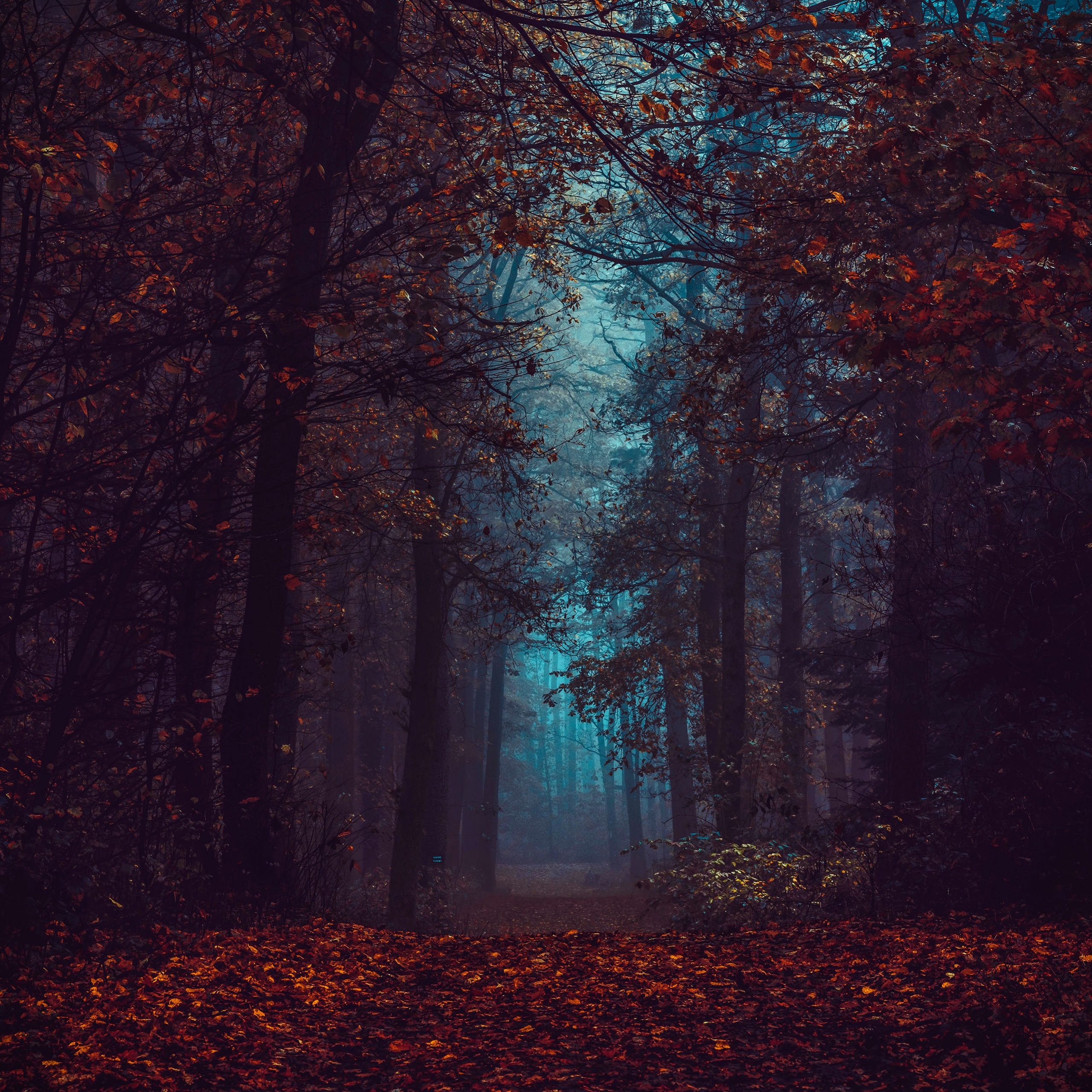 2560x2560 Forest Wallpaper 4K, Fall Foliage, Fog, Morning, Dark, Phone