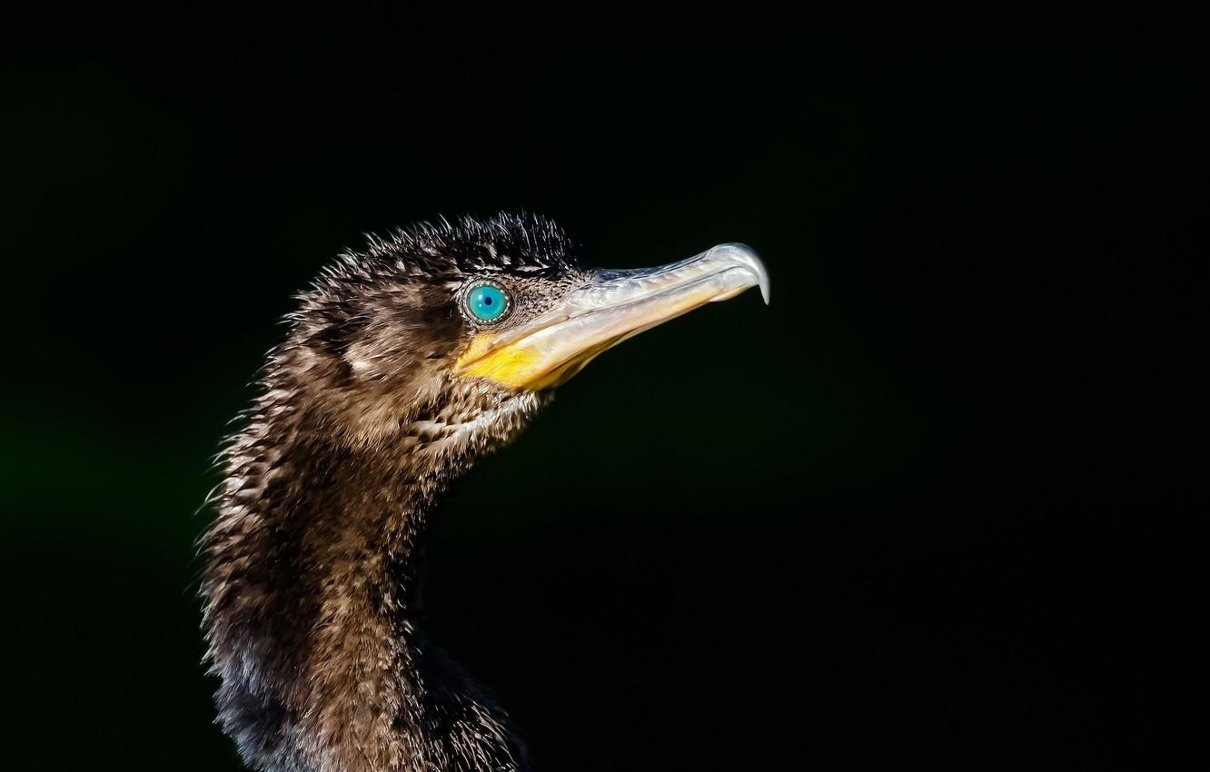 1340x850 Wallpaper bird, cormorant, Phalacrocorax brasilianus, Bigua, Desktop