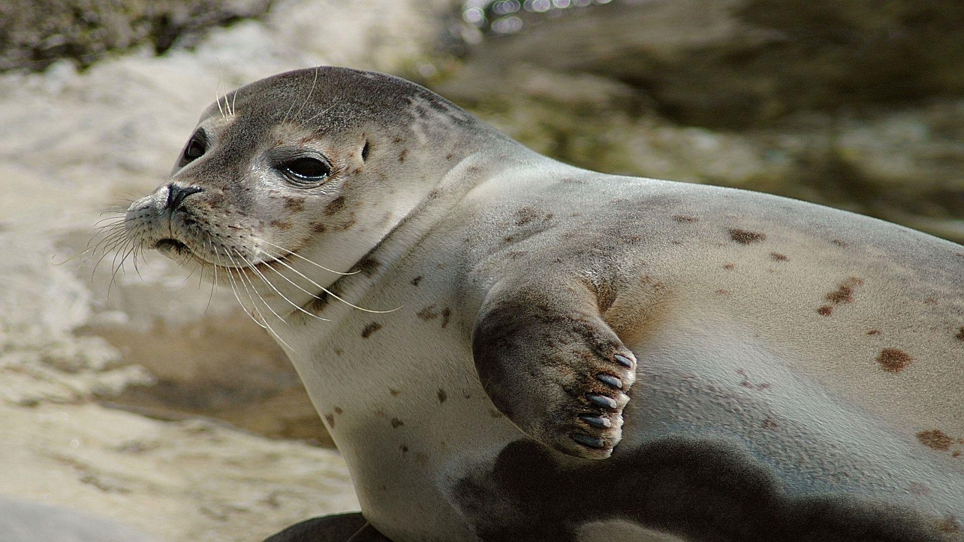 1920x1080 Sea lion pup Wallpaper. High Quality Wallpaper, Desktop