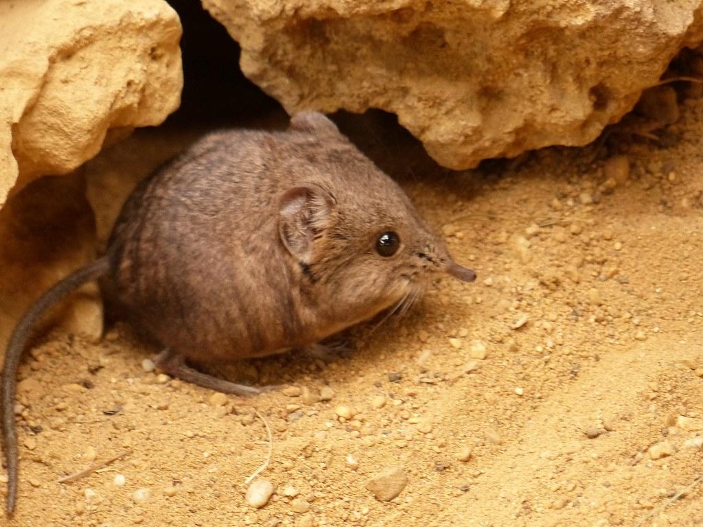 1030x770 Round Eared Elephant Shrew. Kurzohrrüsselspringer, Desktop