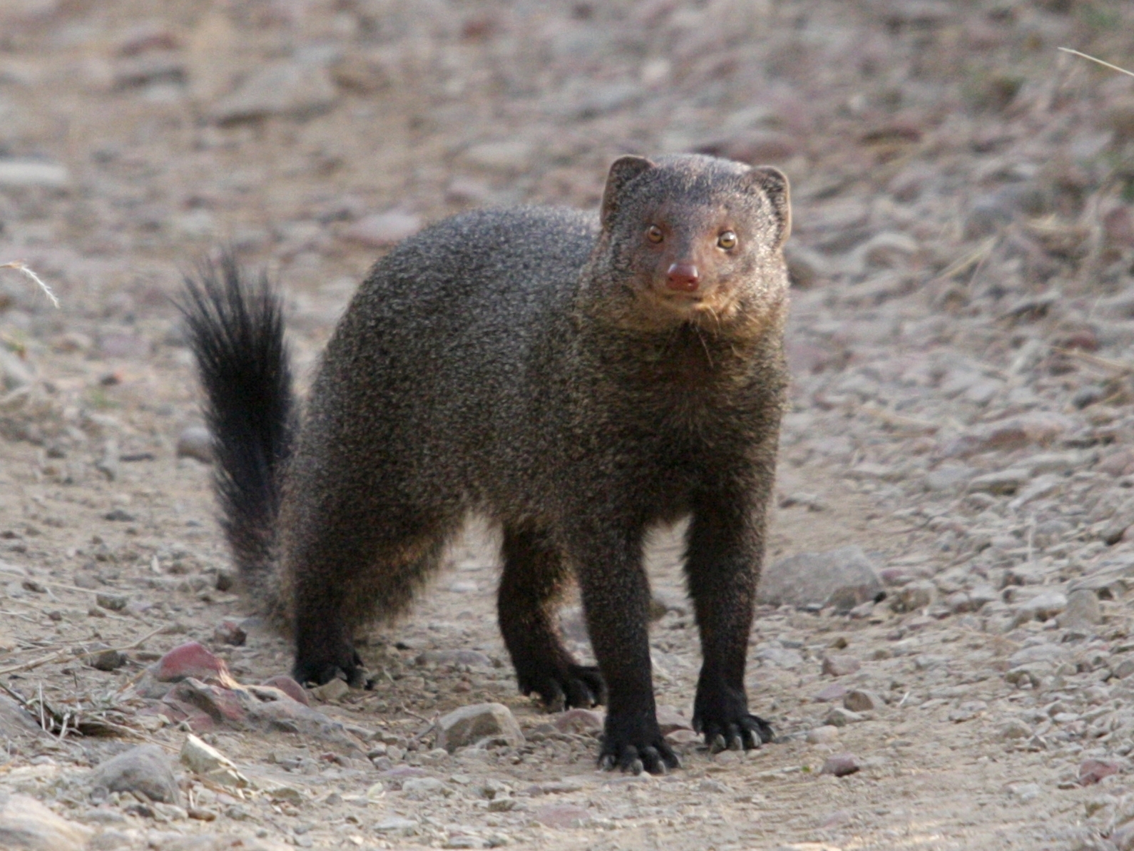 1590x1200 Quick! Get a mongoose to the front page and get rid of those, Desktop