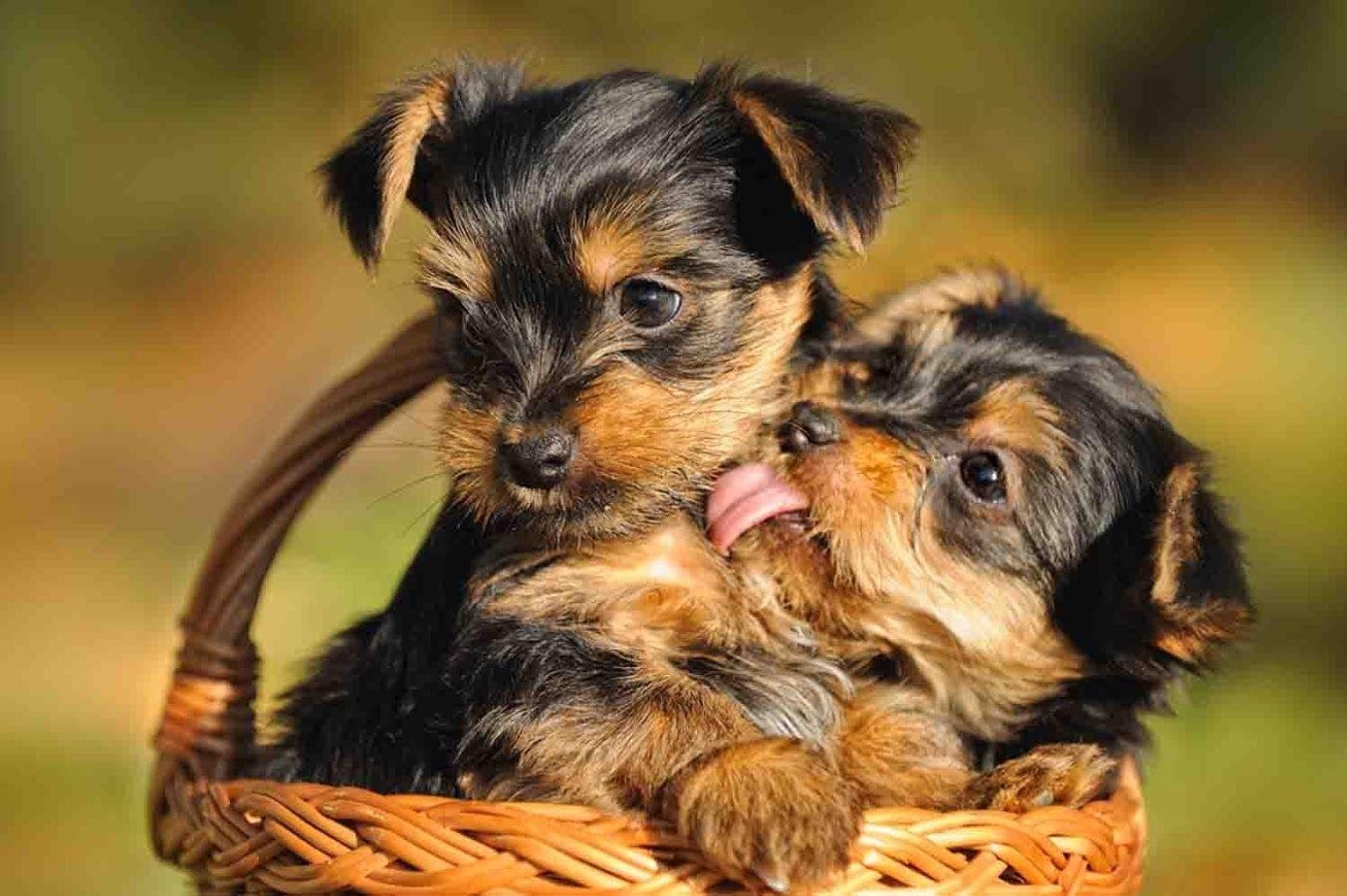 1360x900 Furry Babies Has the Cutest Yorkie Puppies Anywhere, Come, Desktop