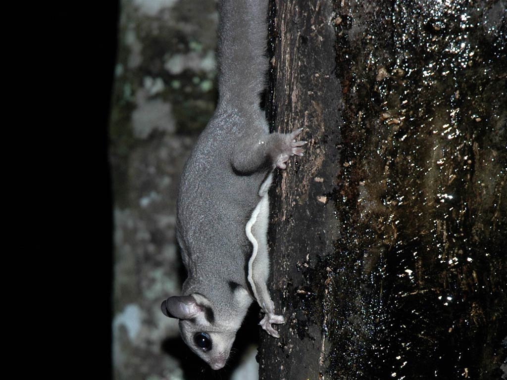 1030x770 Sugar Glider Wallpaper and Background, Desktop