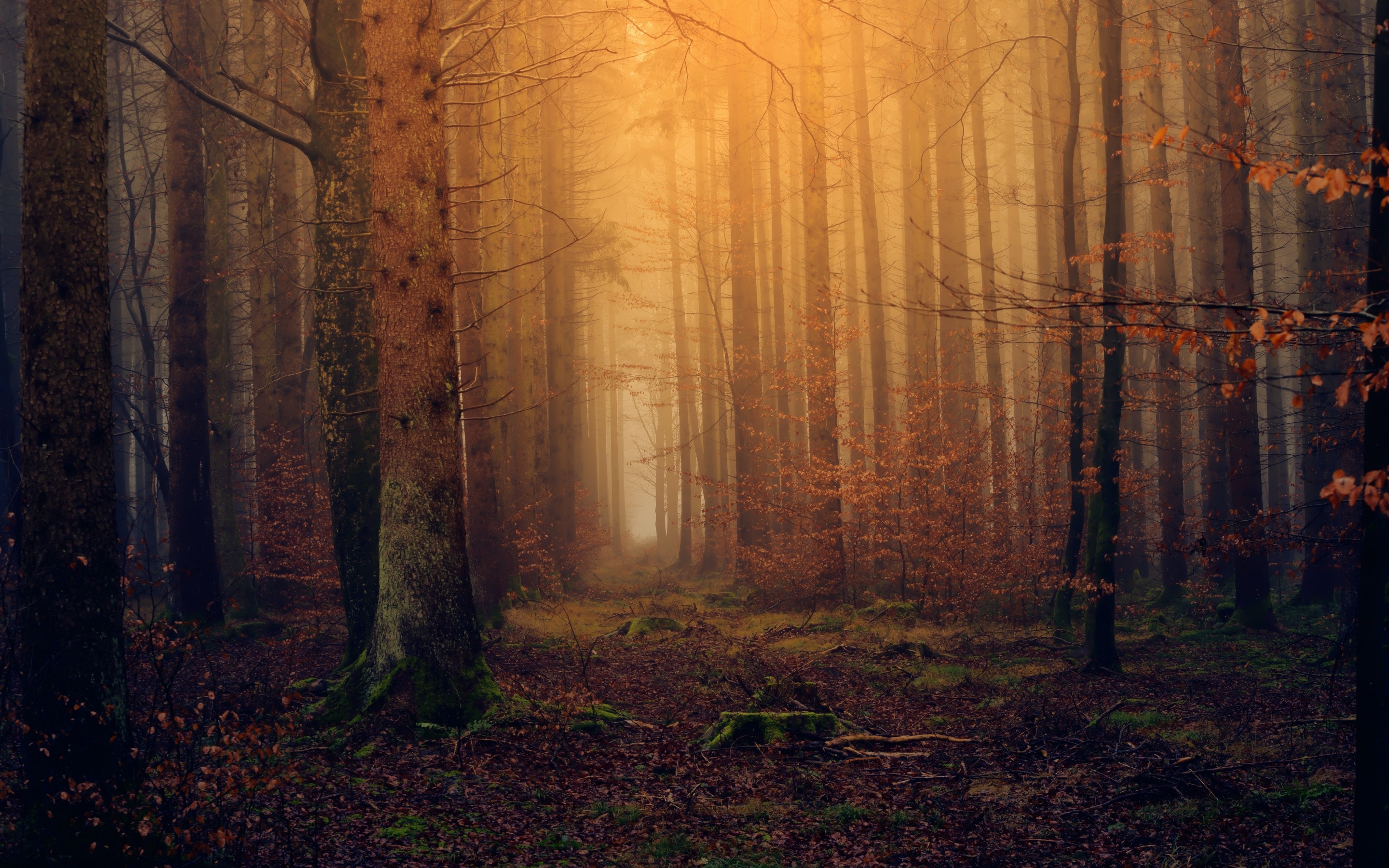 2880x1800 Forest Wallpaper 4K, Autumn, Fall Foliage, Mist, Foggy, Dark, 5K, Nature, Desktop