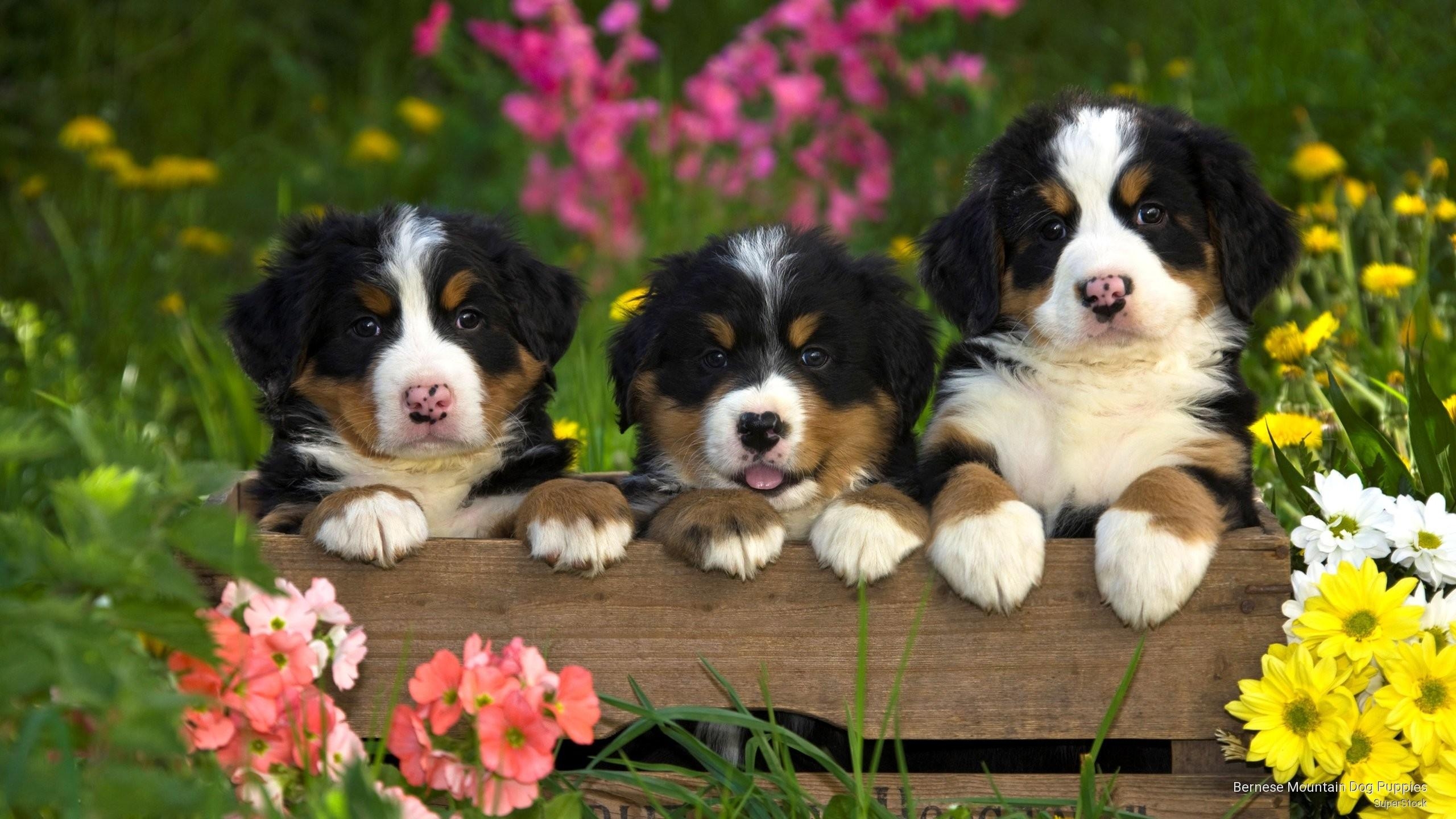 2560x1440 Puppies and Flowers Wallpaper, Desktop