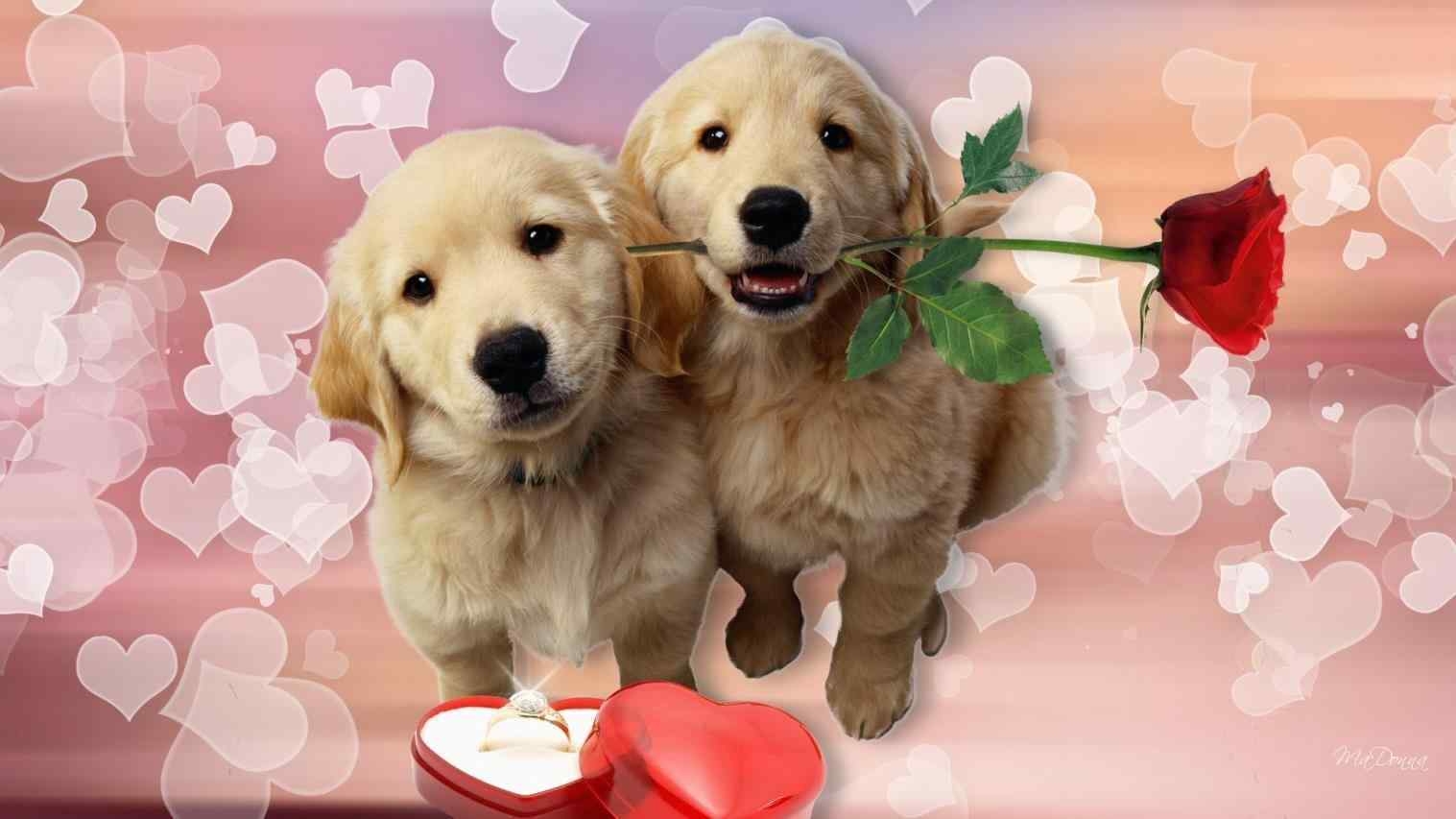 1520x860 Free download 50 Valentine Day Dog Wallpaper Download at, Desktop