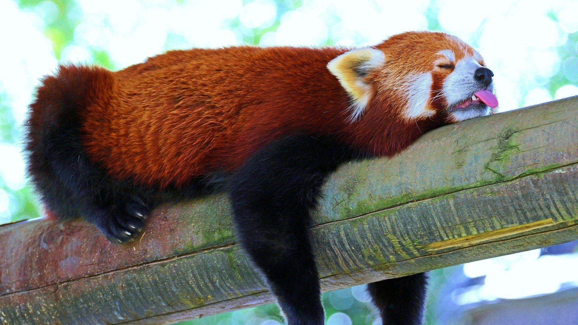 1920x1080 Red Panda HD Wallpaper, Desktop