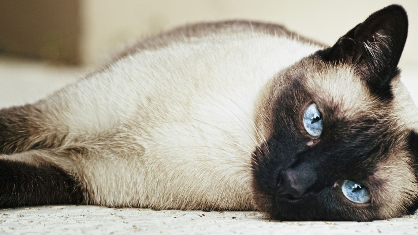 1370x770 Siamese cat sprawled on the floor Desktop wallpaper, Desktop