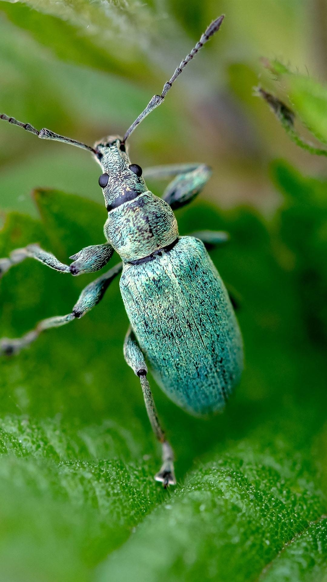 1080x1920 Blue Beetle, Insect, Green Leaves  IPhone 8 7 6 6S, Phone