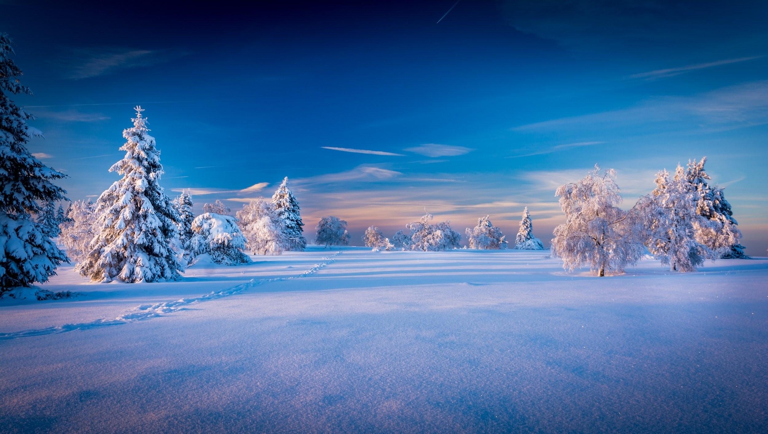 2500x1420 Trees, Mobile Wallpaper, Snow, winter, Cool Image, HD Photo Of Scenery Wallpaper & Background Download, Desktop