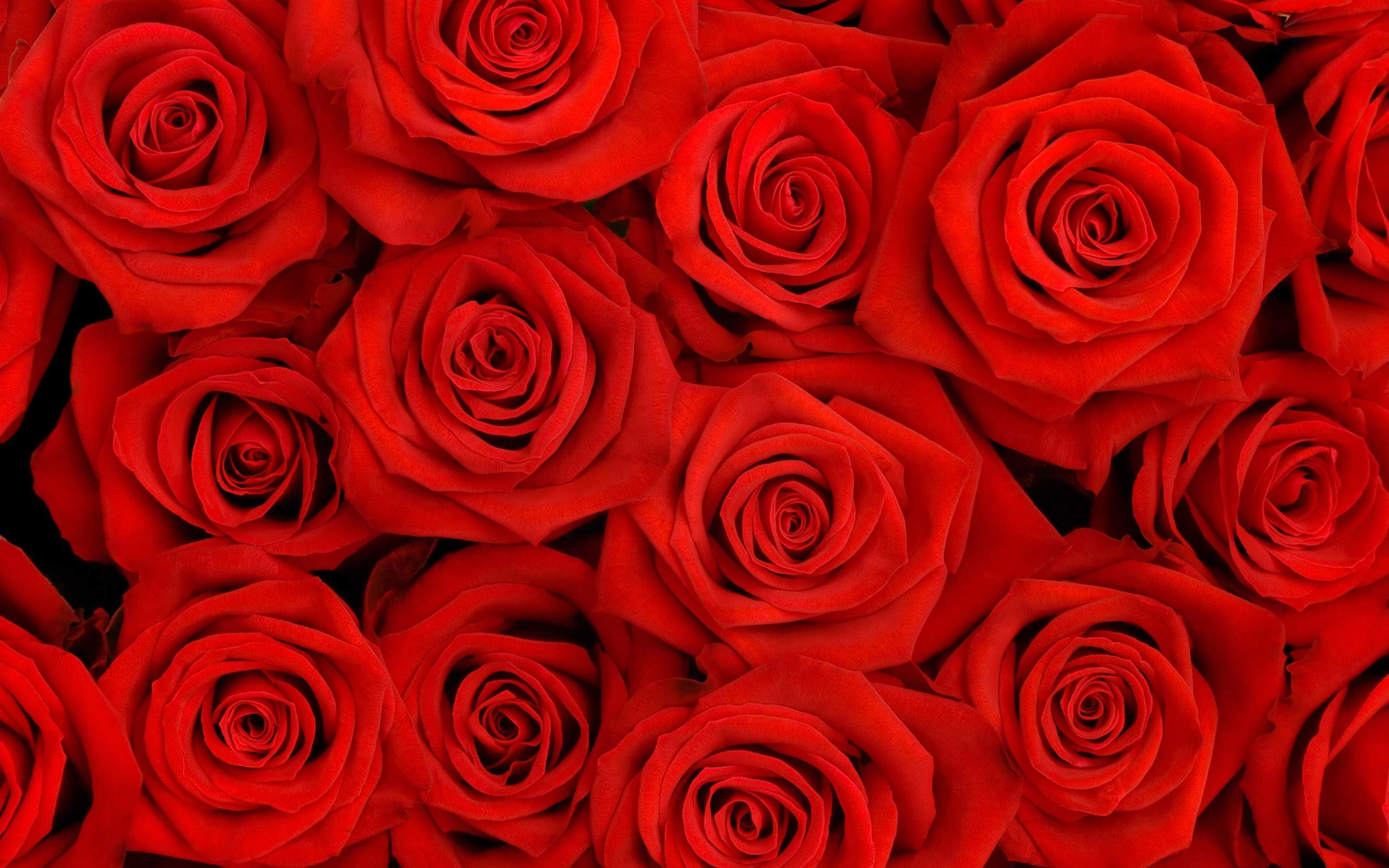 2560x1600 red flowers wallpaper, Desktop