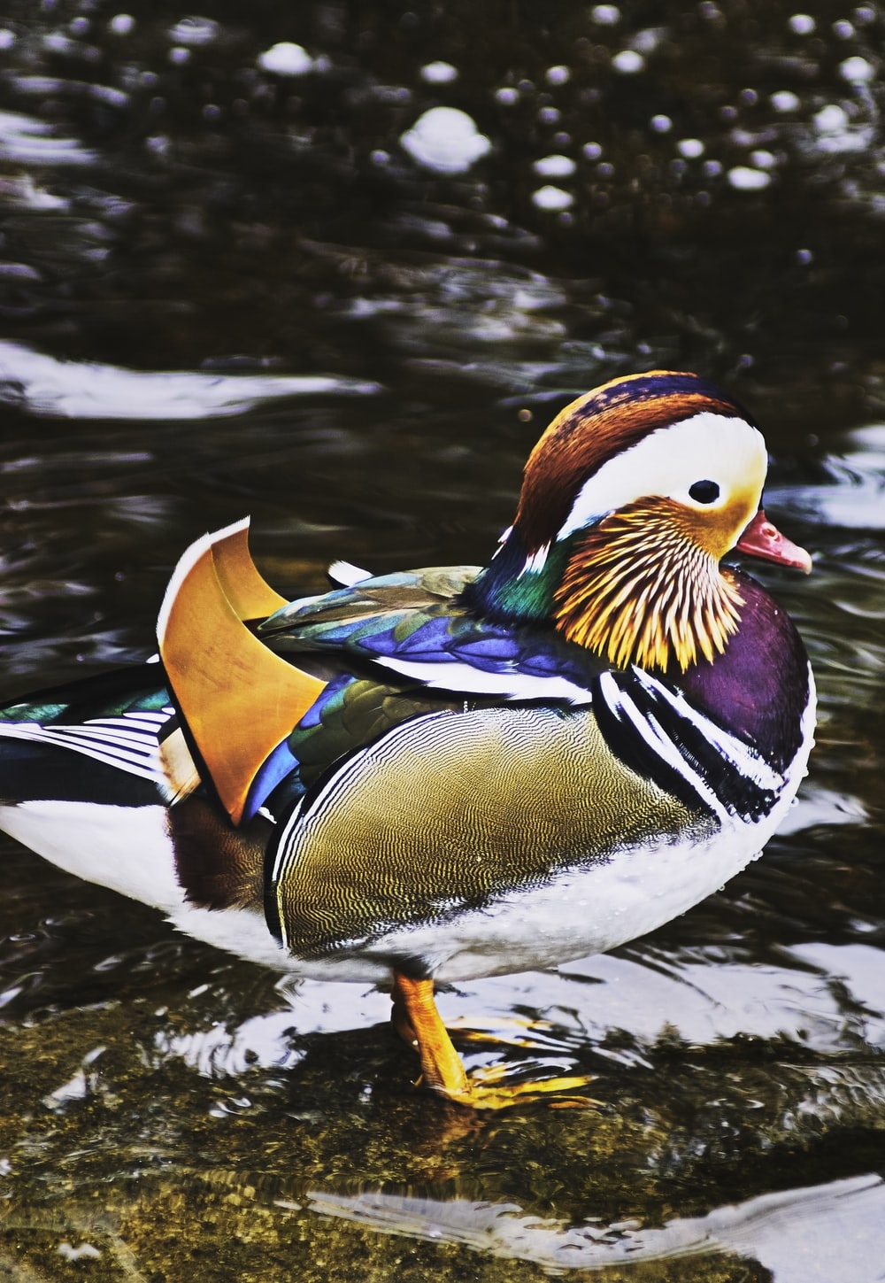 1000x1450 Mandarin Duck Picture. Download Free Image, Phone