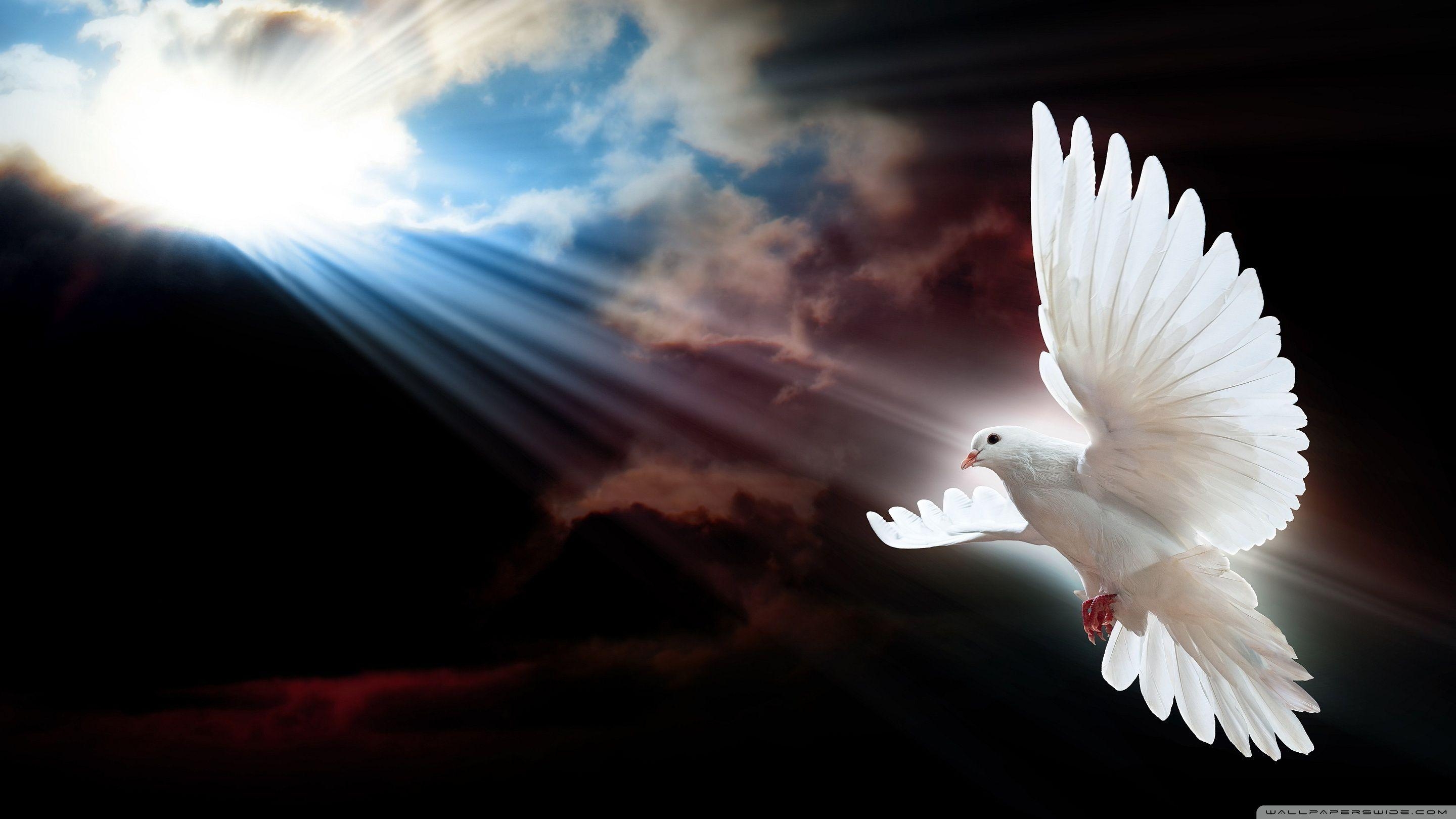 2880x1620 Dove ❤ 4K HD Desktop Wallpaper for 4K Ultra HD TV • Tablet, Desktop