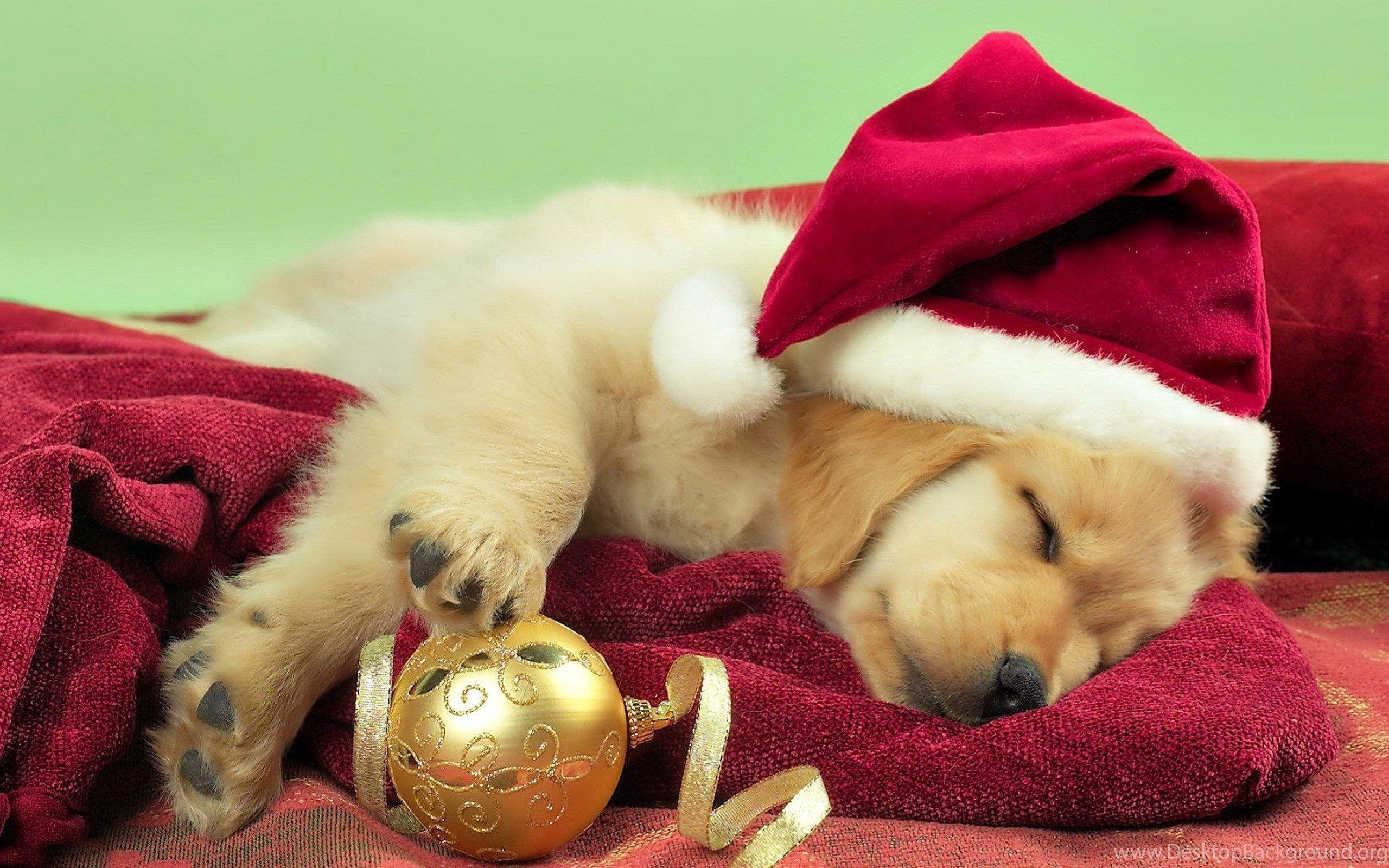 2560x1600 Dog Christmas Wallpaper Wallpaper, Desktop