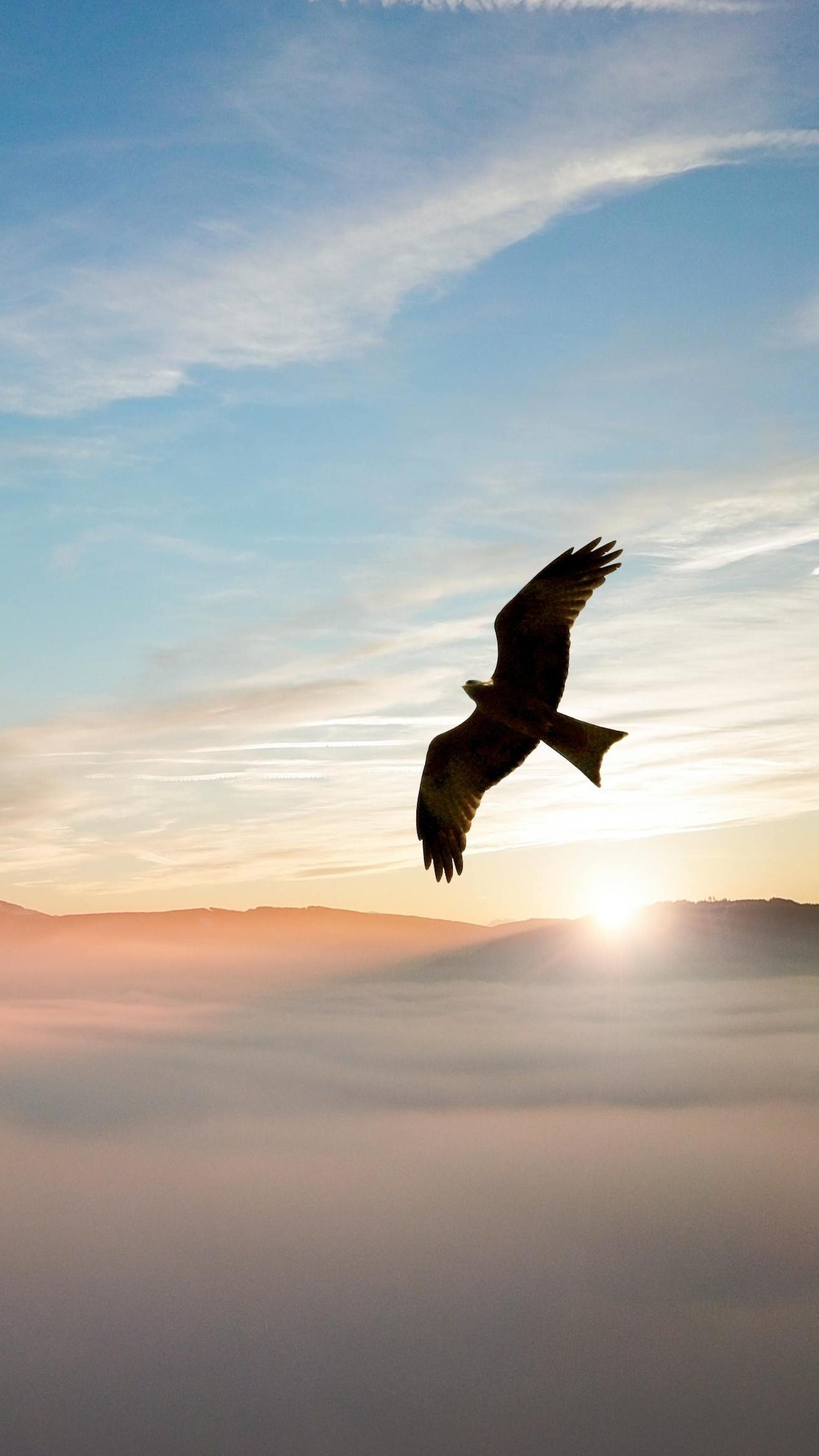 2160x3840 Animals #Bird Flying Over Clouds 4k #wallpaper. Phone wallpaper, Phone