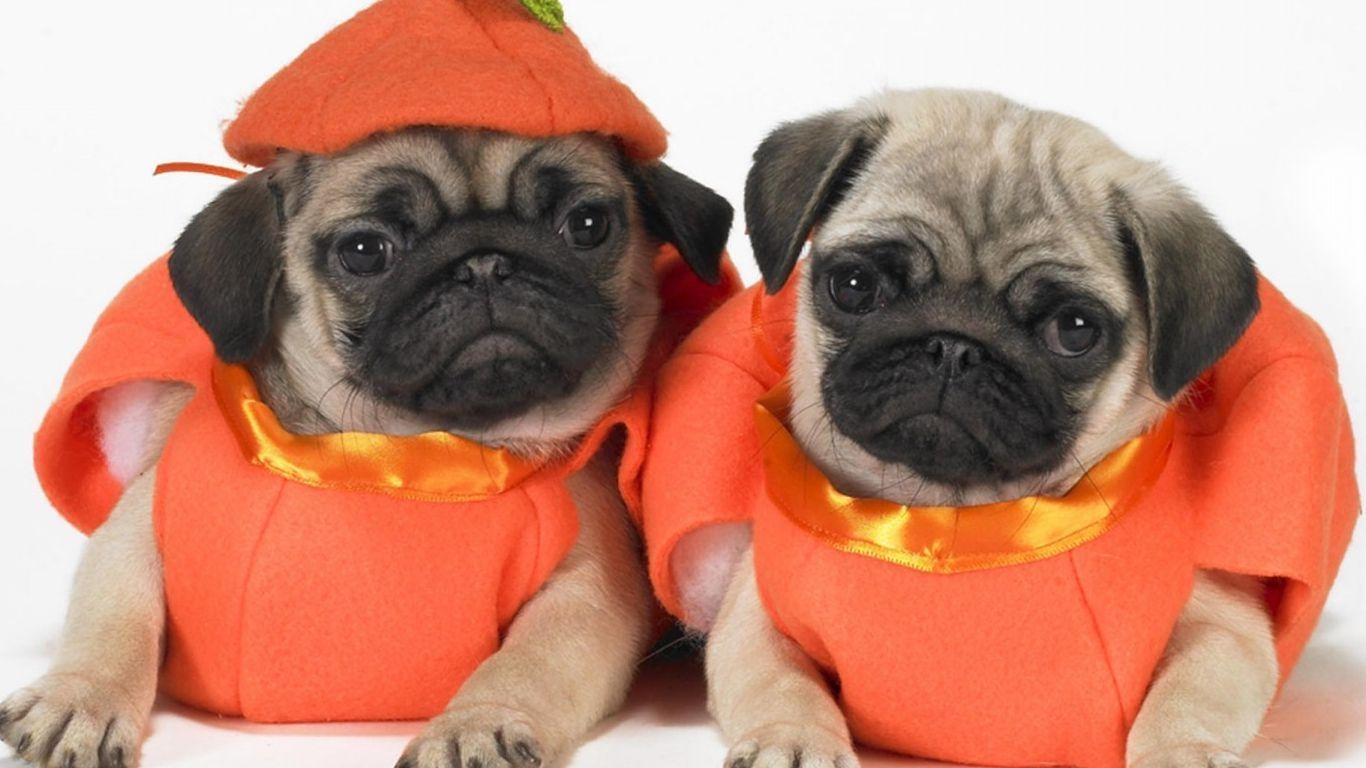 1370x770 Two cute Pug dogs photo and wallpaper. Beautiful Two cute Pug dogs, Desktop