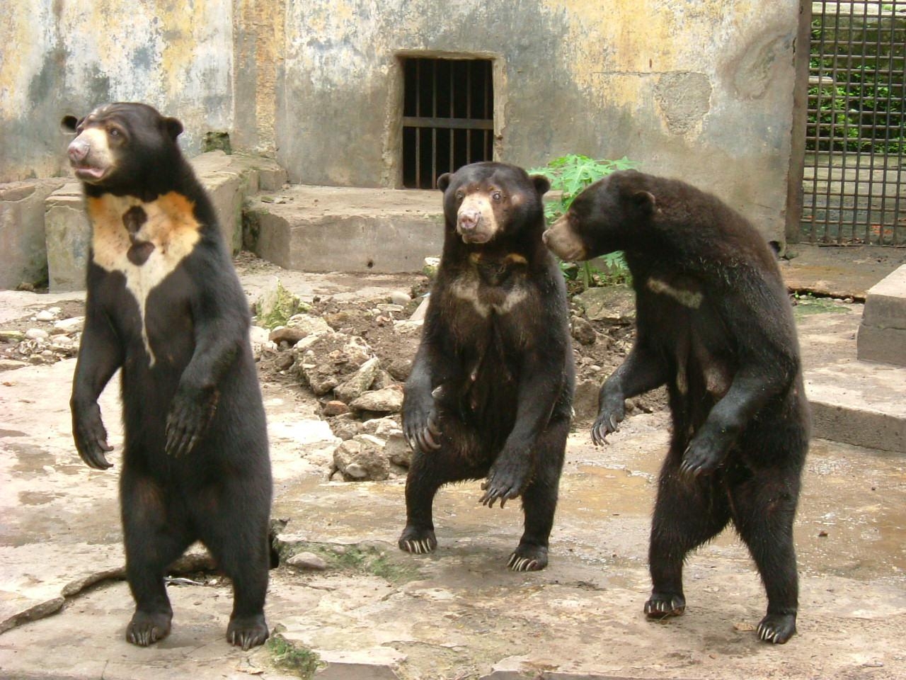 1280x960 Why Sun Bears are Weird, Desktop