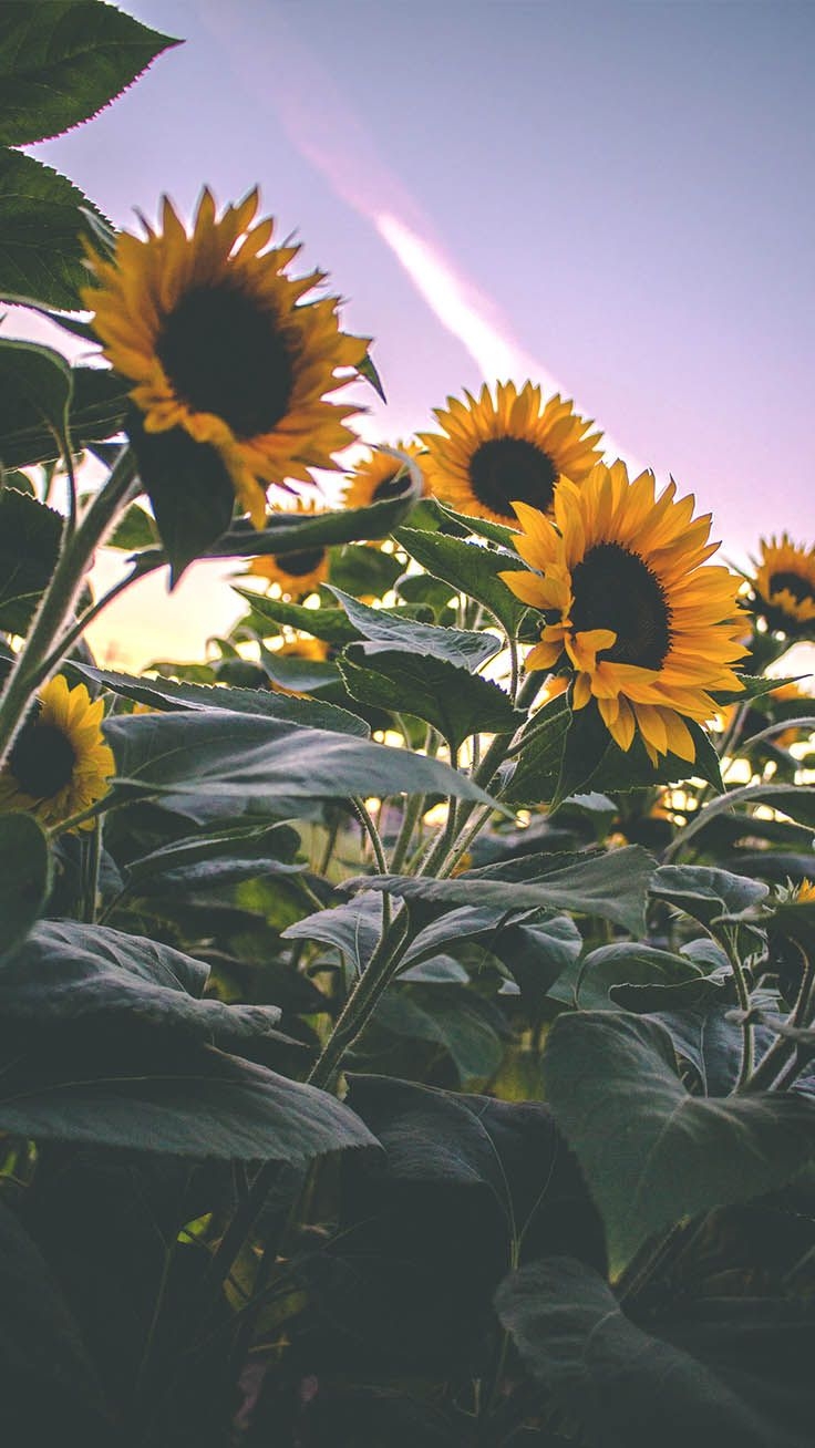 740x1310 Super Pretty Sunflower iPhone Wallpaper, Phone