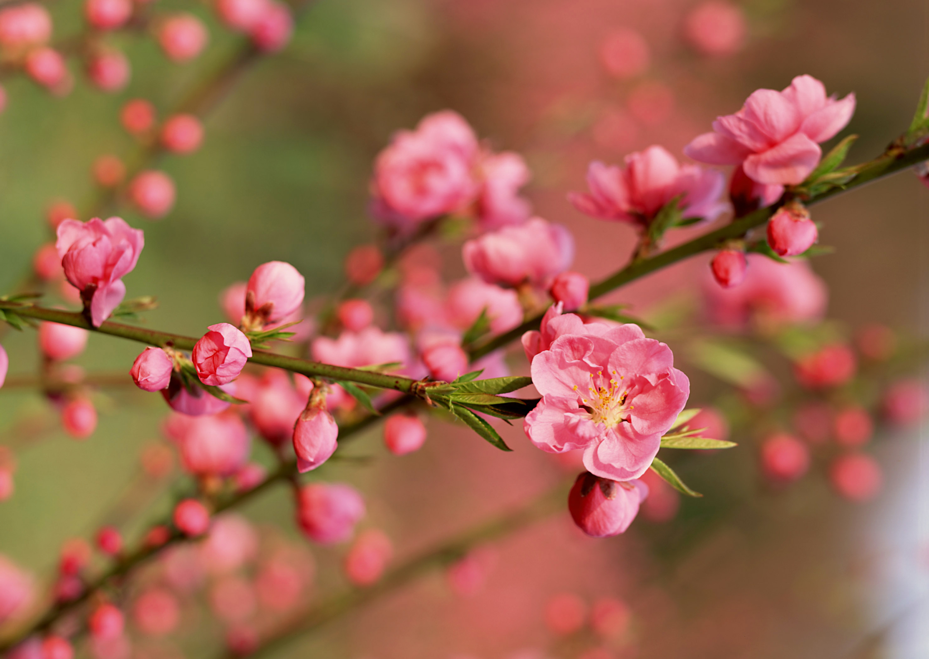 2950x2100 Cherry Blossom Wallpaper Quality, Desktop