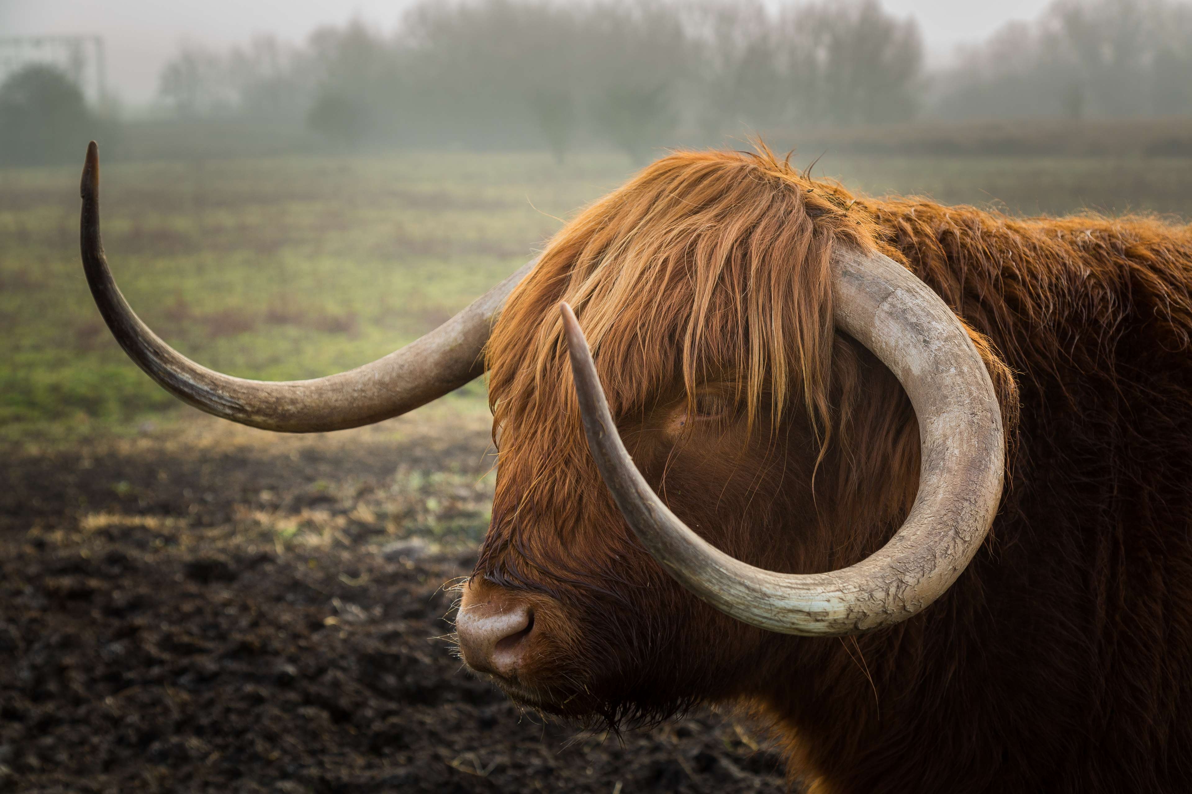 3840x2560 bull, horns 4k Gallery HD Wallpaper, Desktop