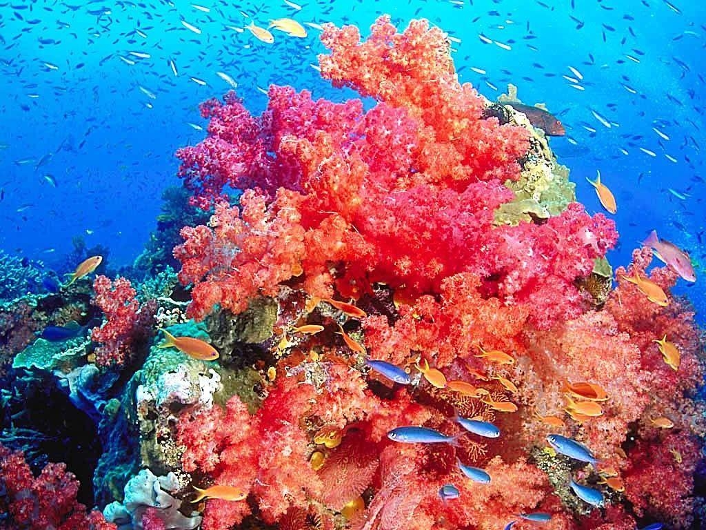 1030x770 Coral Reef Wallpaper in High Quality, Sarai Lanni for desktop, Desktop