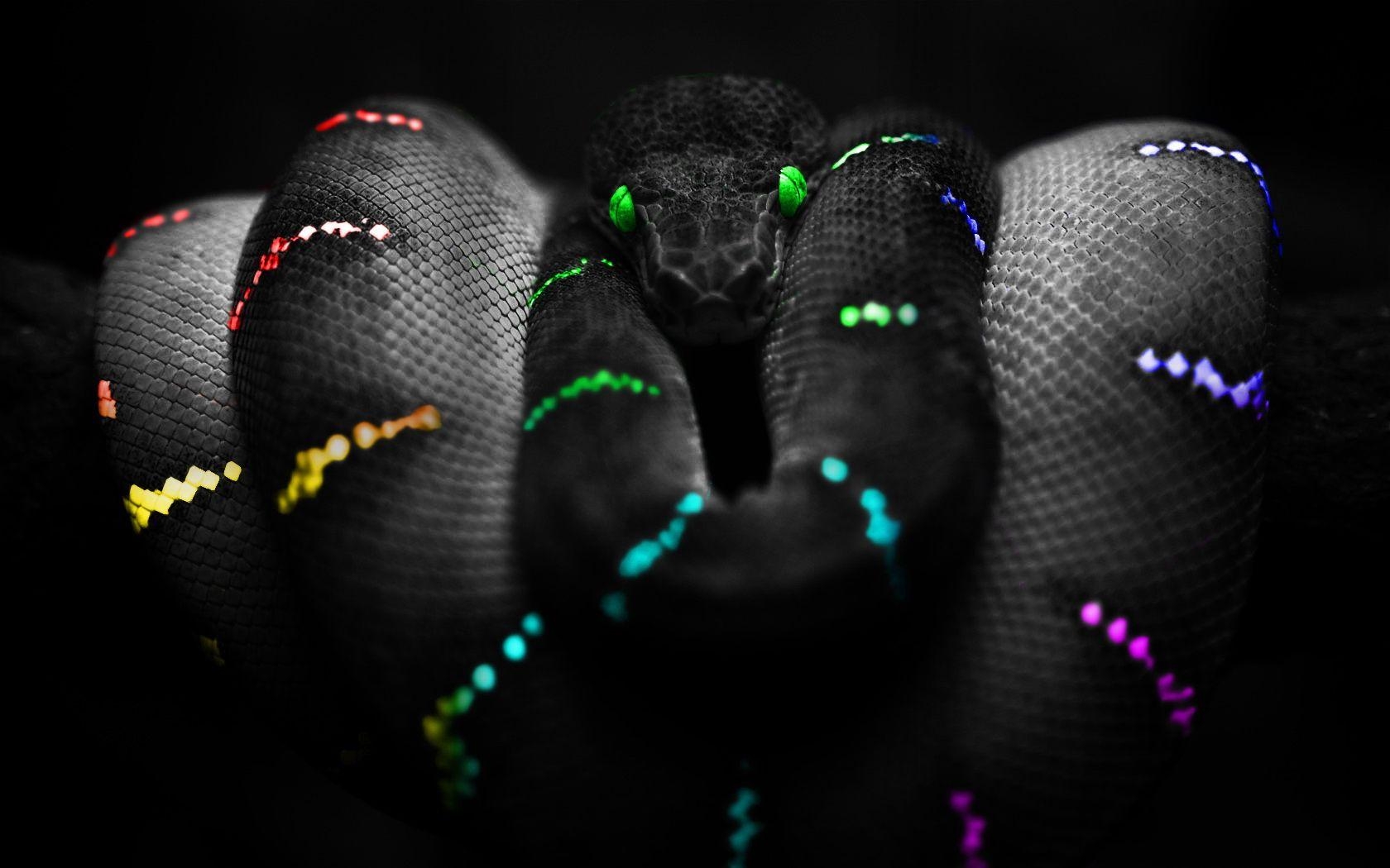 1680x1050 Desktop Diamond Back Rattle Snake Image Wallpaper, Desktop