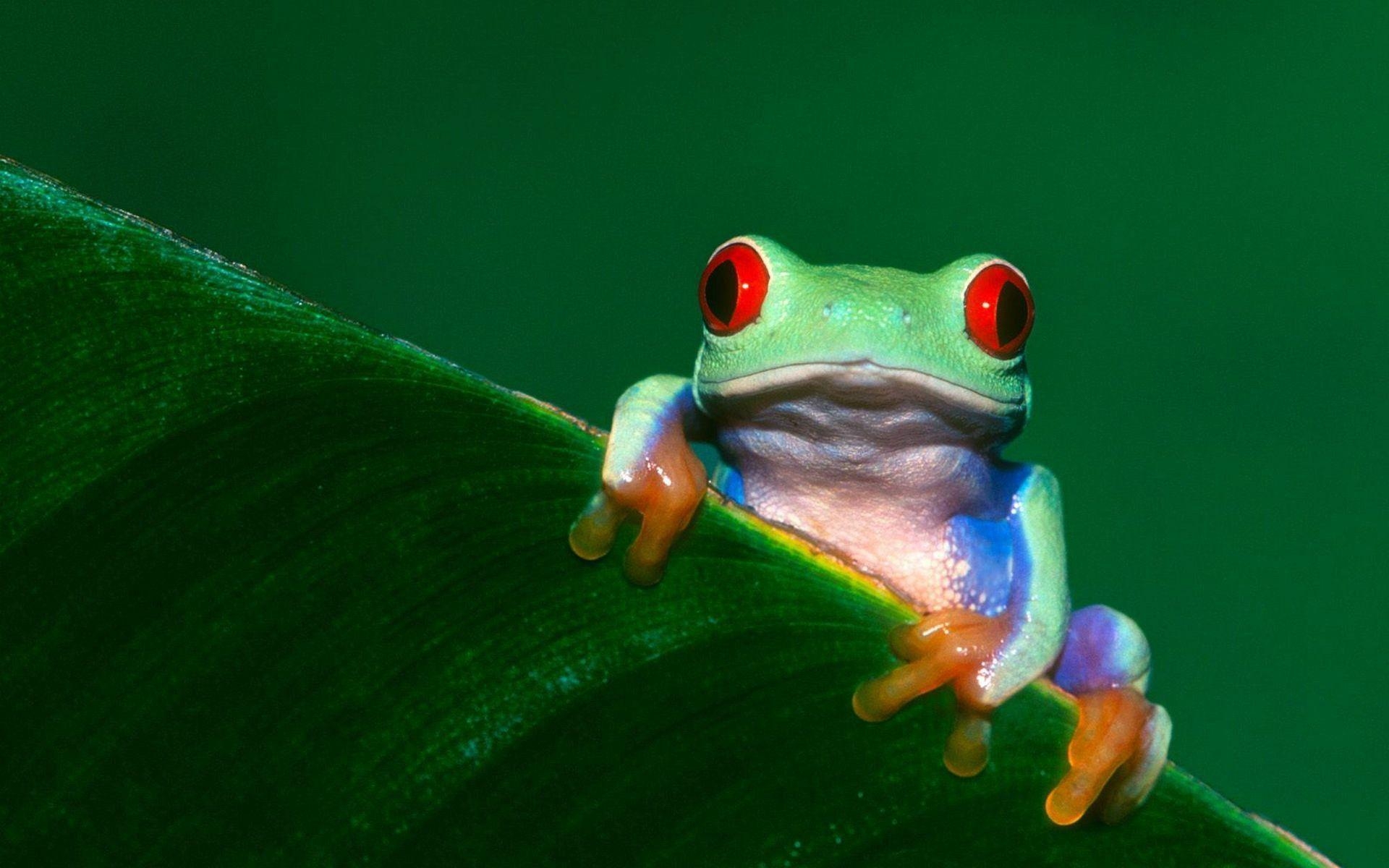 1920x1200 Tree Frog Wallpaper. Tree Frog Background, Desktop