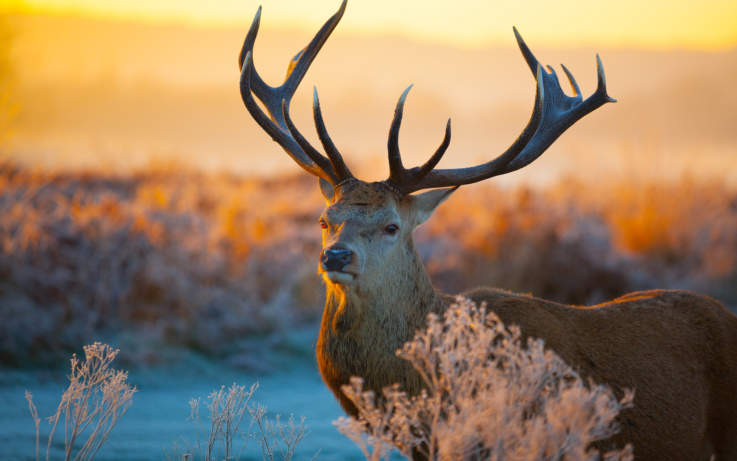 2880x1800 An awesome deer in the field animal wallpaper, Desktop