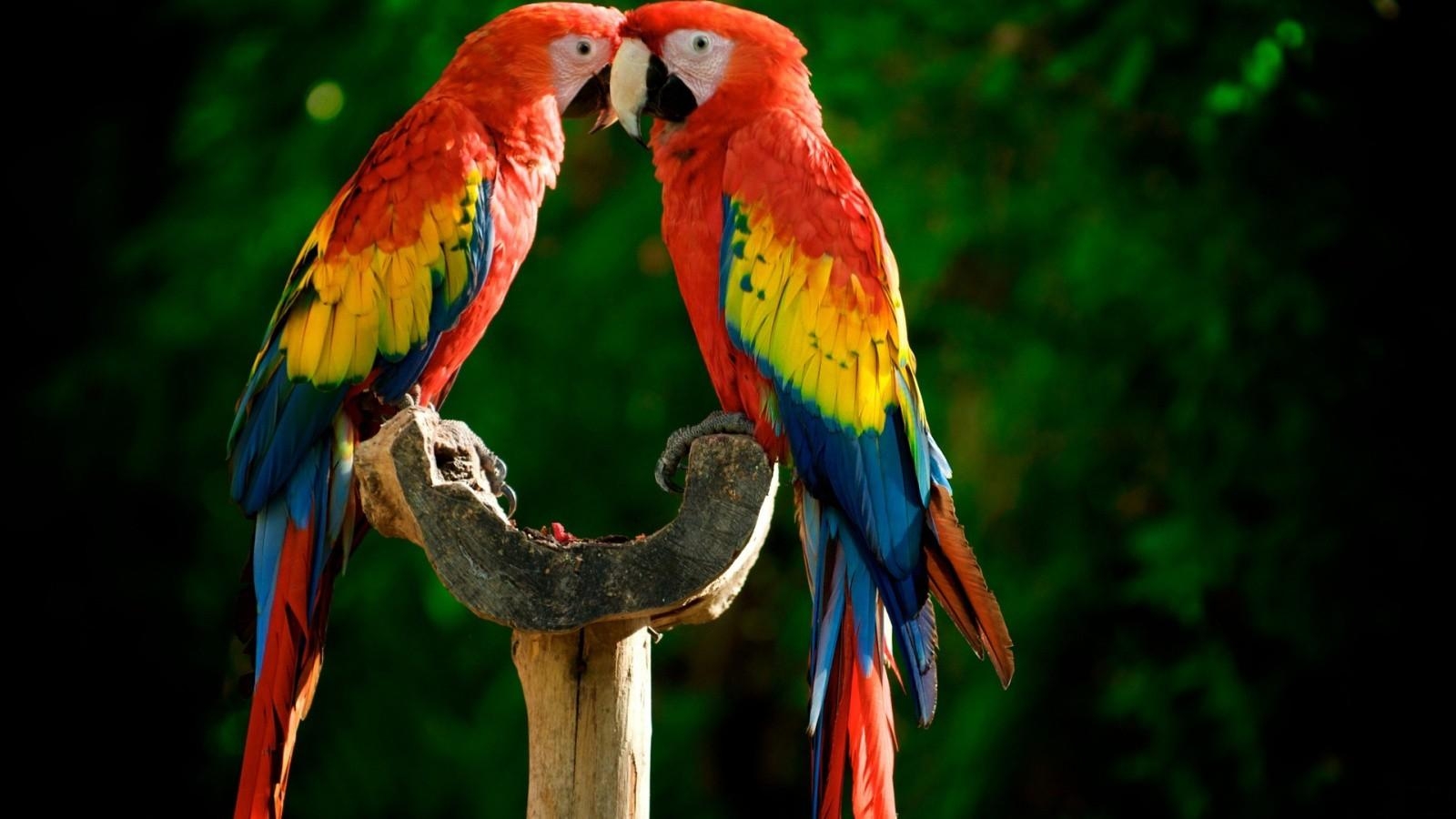 1600x900 Parrot Wallpaper #VJRK5RR, 211.1 Kb, Desktop