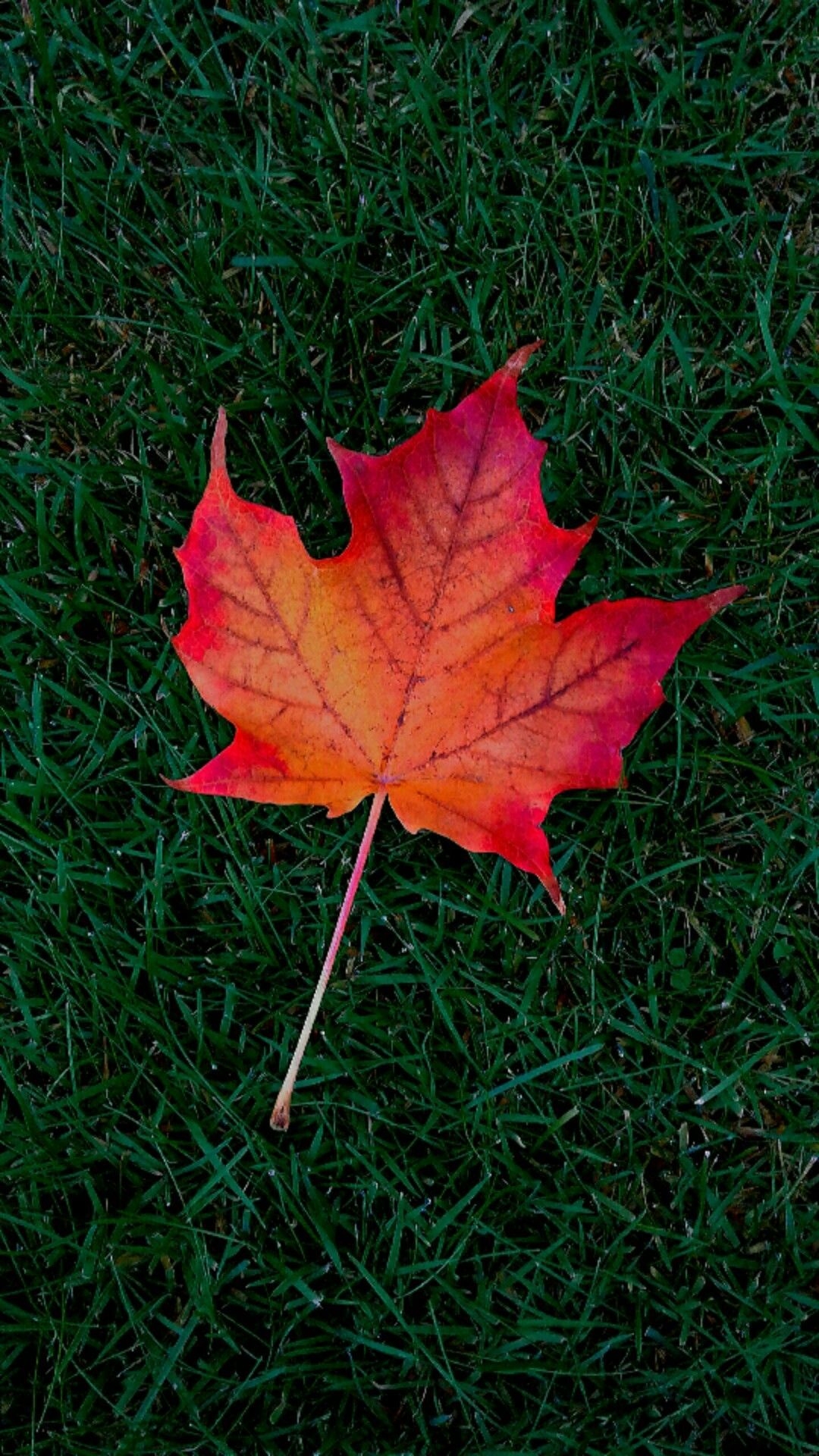 1080x1920 Maple Leaf Cellphone Wallpaper Lock Screen, Autumn, Leaf, Phone