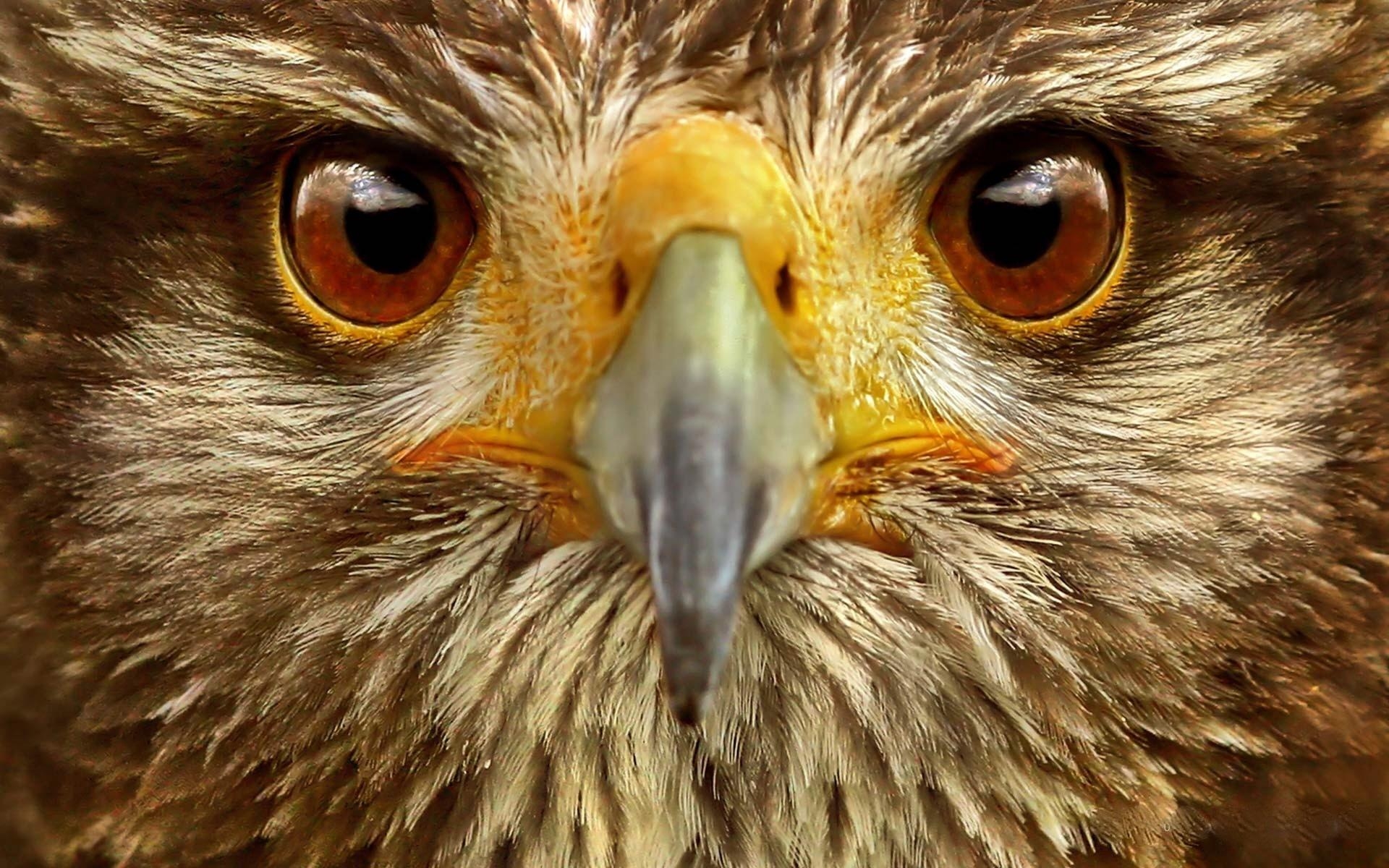 1920x1200 Download wallpaper  eagle, eye, bird HD background, Desktop