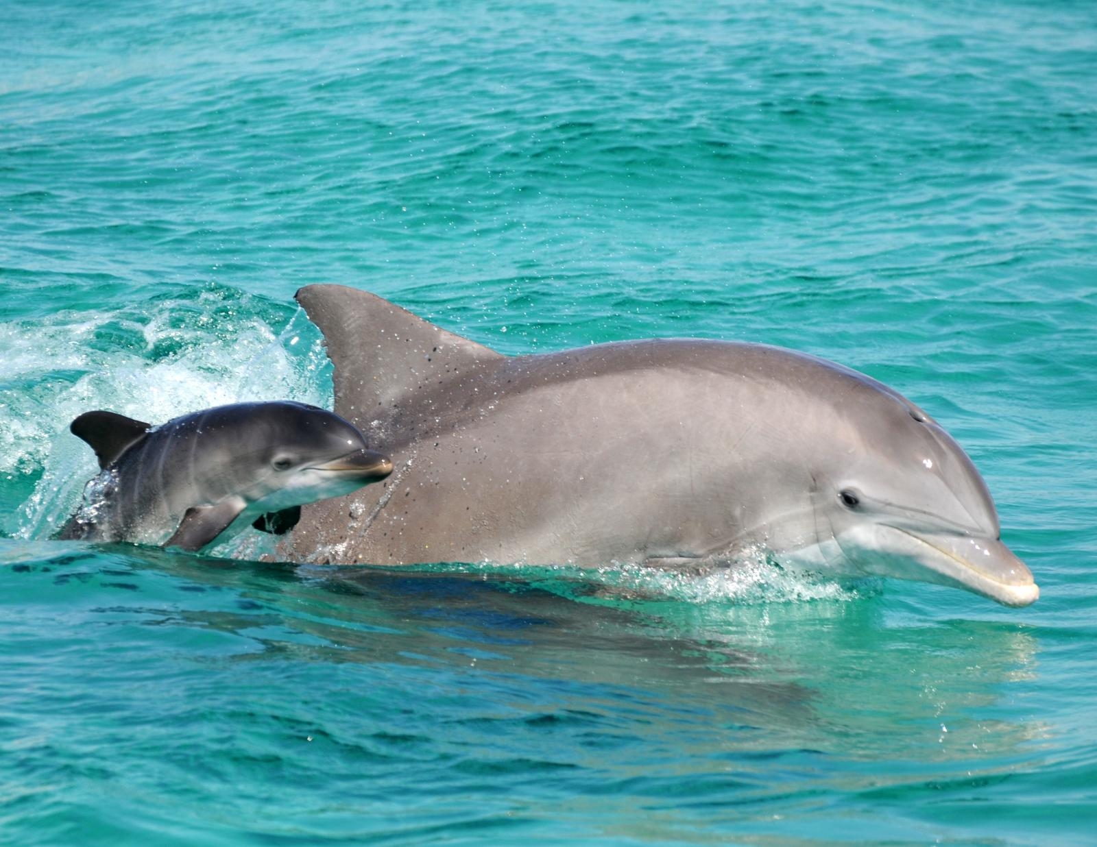 1600x1240 Bottlenose Dolphin, Desktop