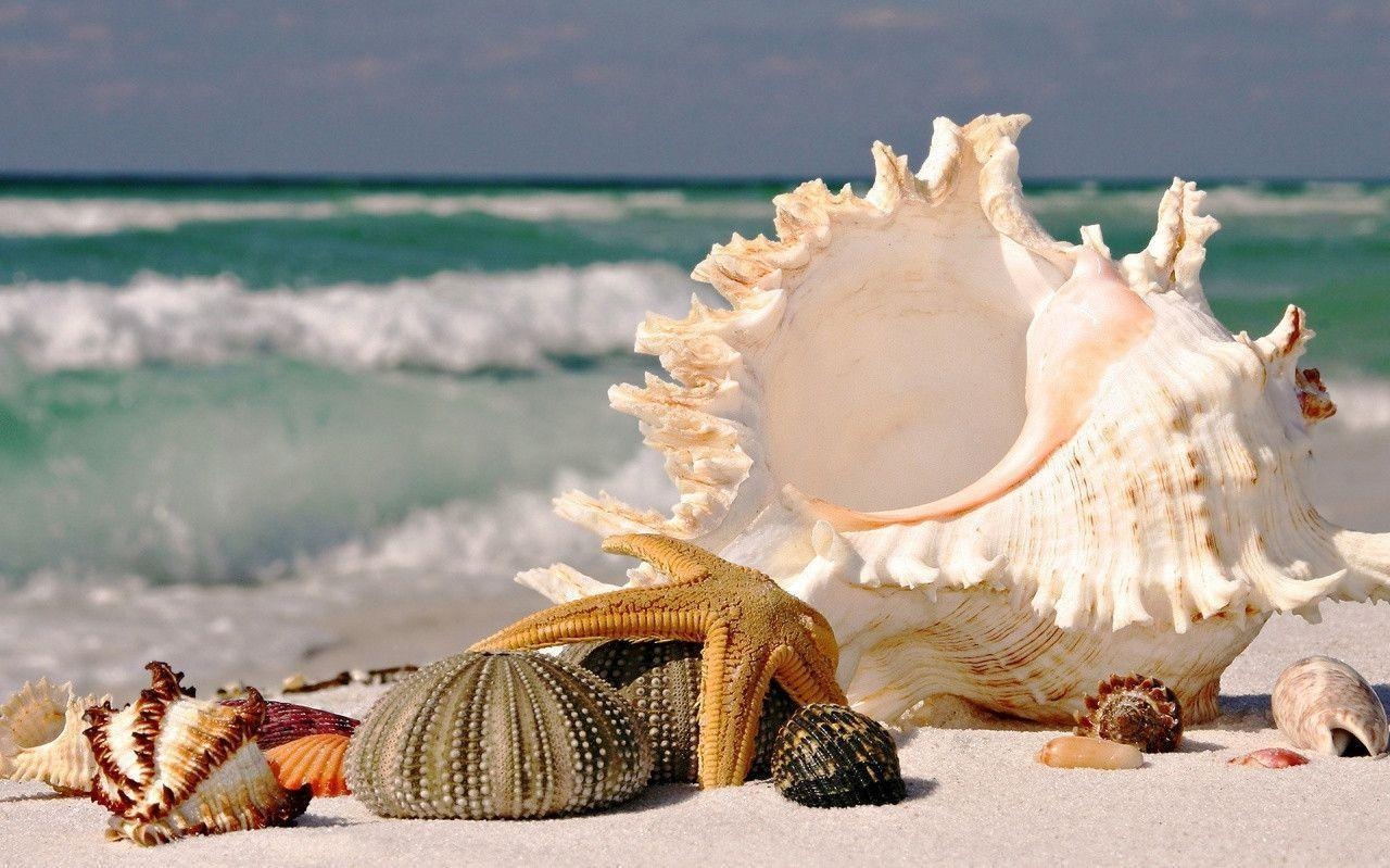 1280x800 Pix For > Pretty Seashells Wallpaper, Desktop