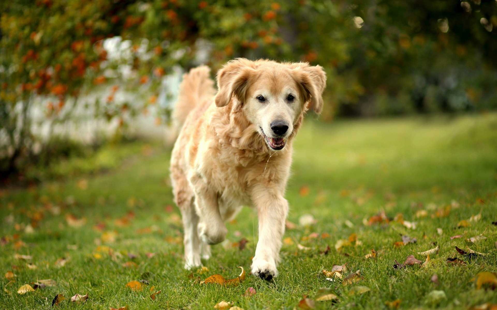 1920x1200 Labrador Retriever HD Wallpaper Of Labrador Dog, Desktop