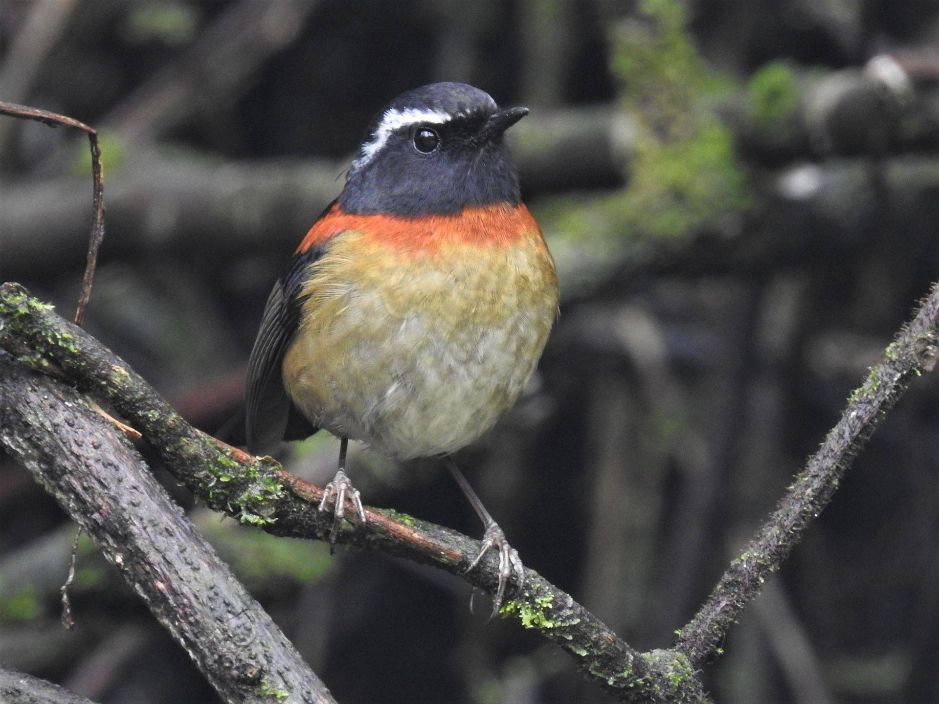 1920x1440 Taiwan & Winter Birds, Desktop