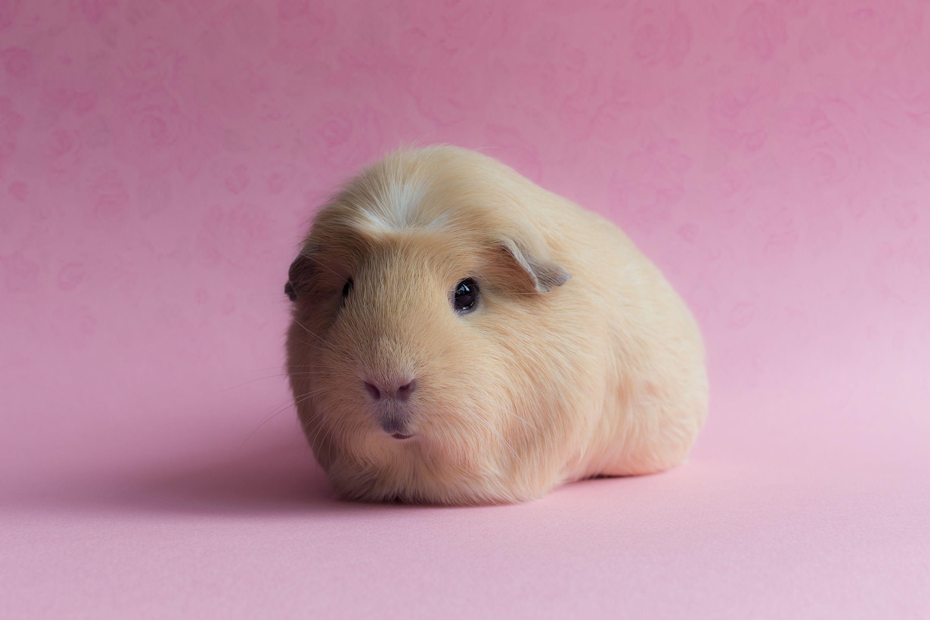 3000x2000 Guinea Pig Wallpaper, Desktop