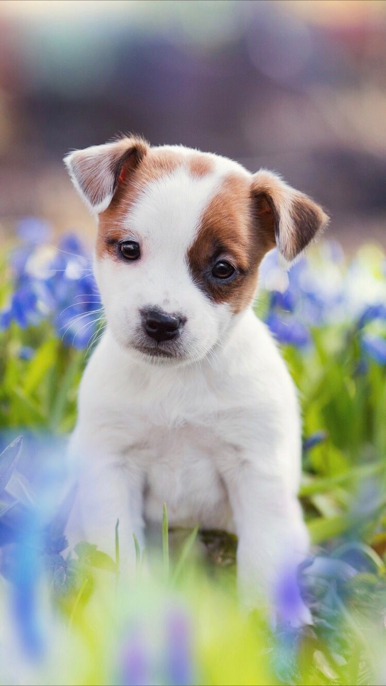 750x1340 Puppy Wallpaper, Phone