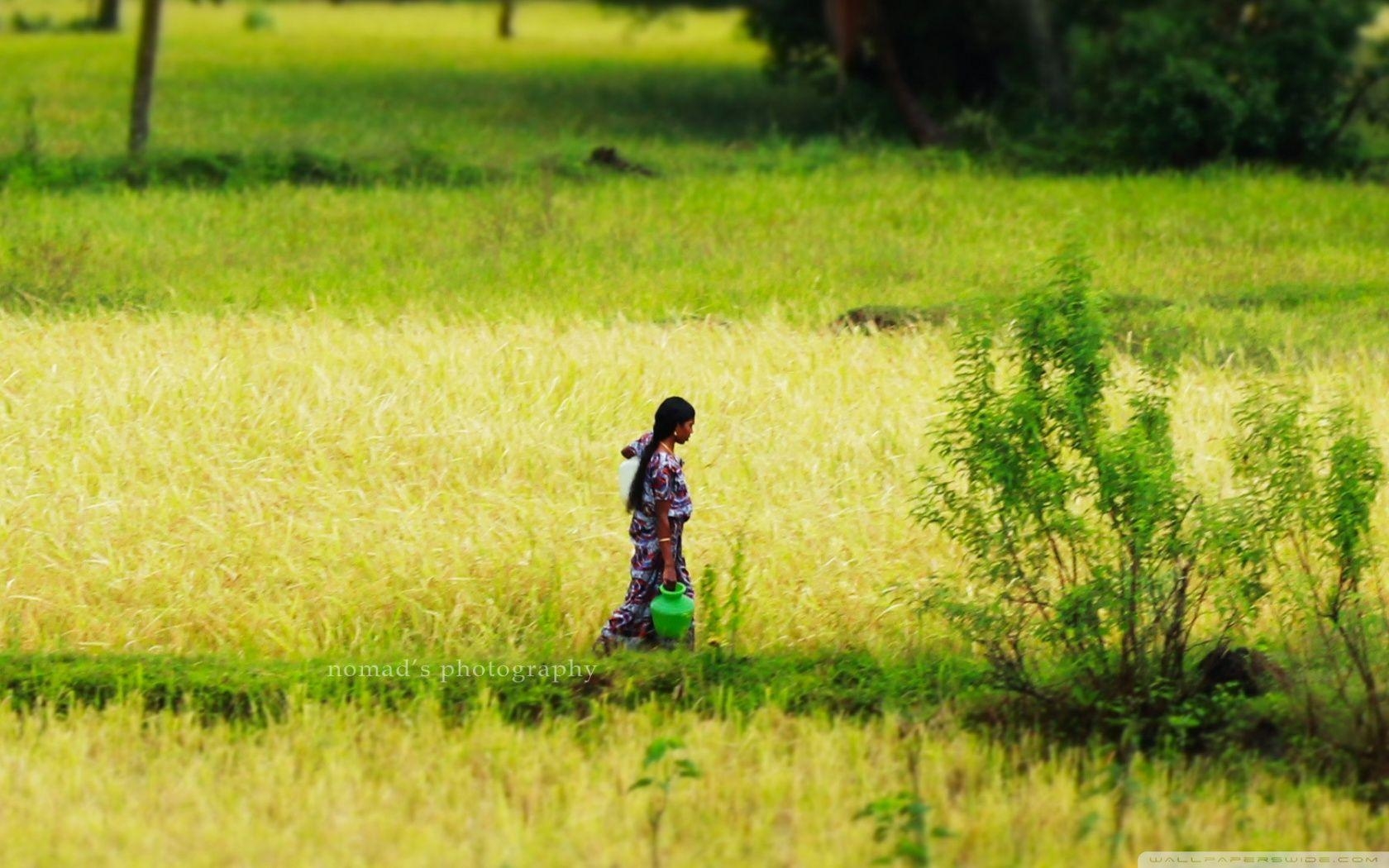 1680x1050 Fields in Kerala ❤ 4K HD Desktop Wallpaper for 4K Ultra HD TV, Desktop