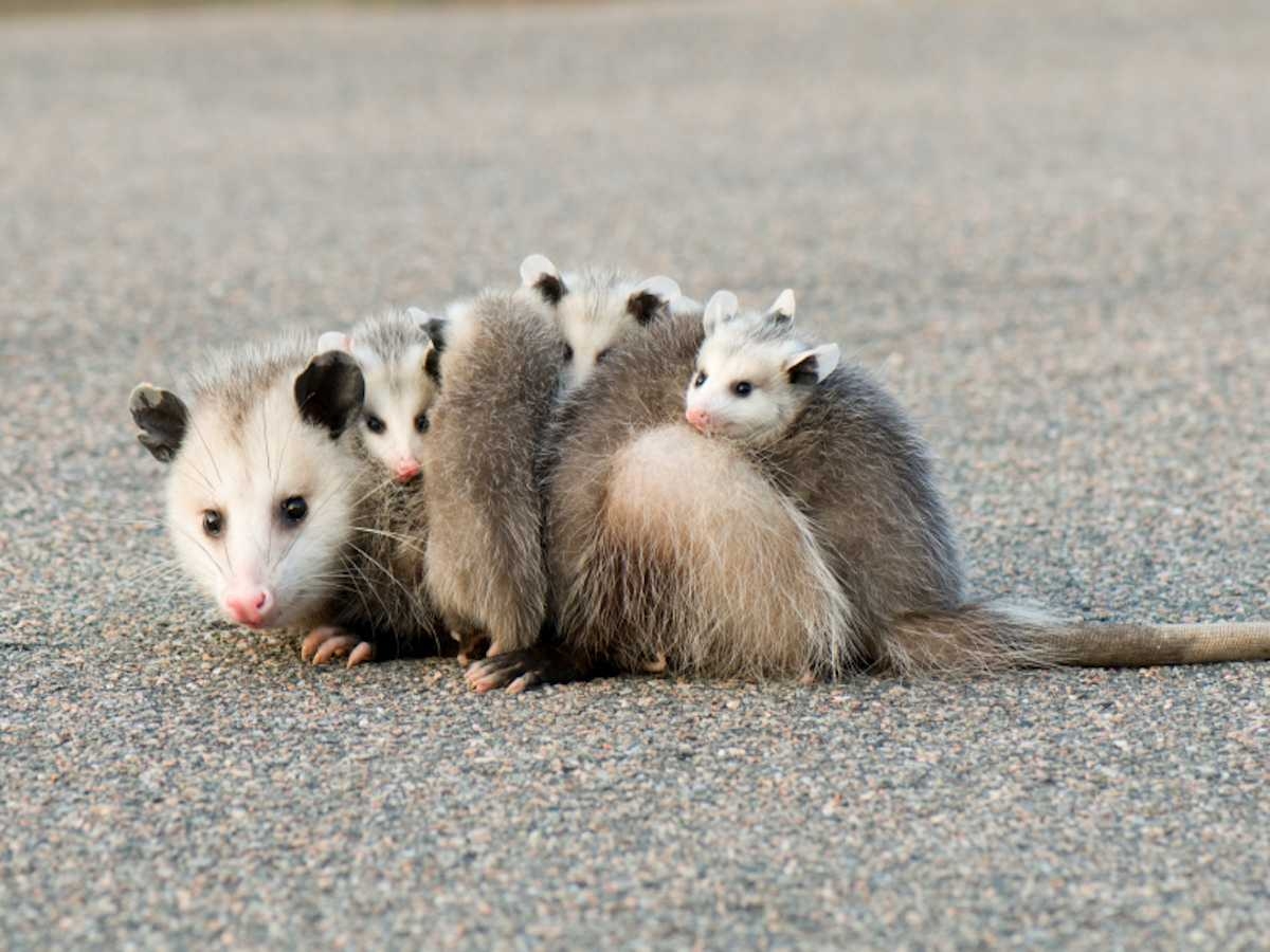 1200x900 Picture Of Opossum Desktop HD Image For Facts Removal Control, Desktop