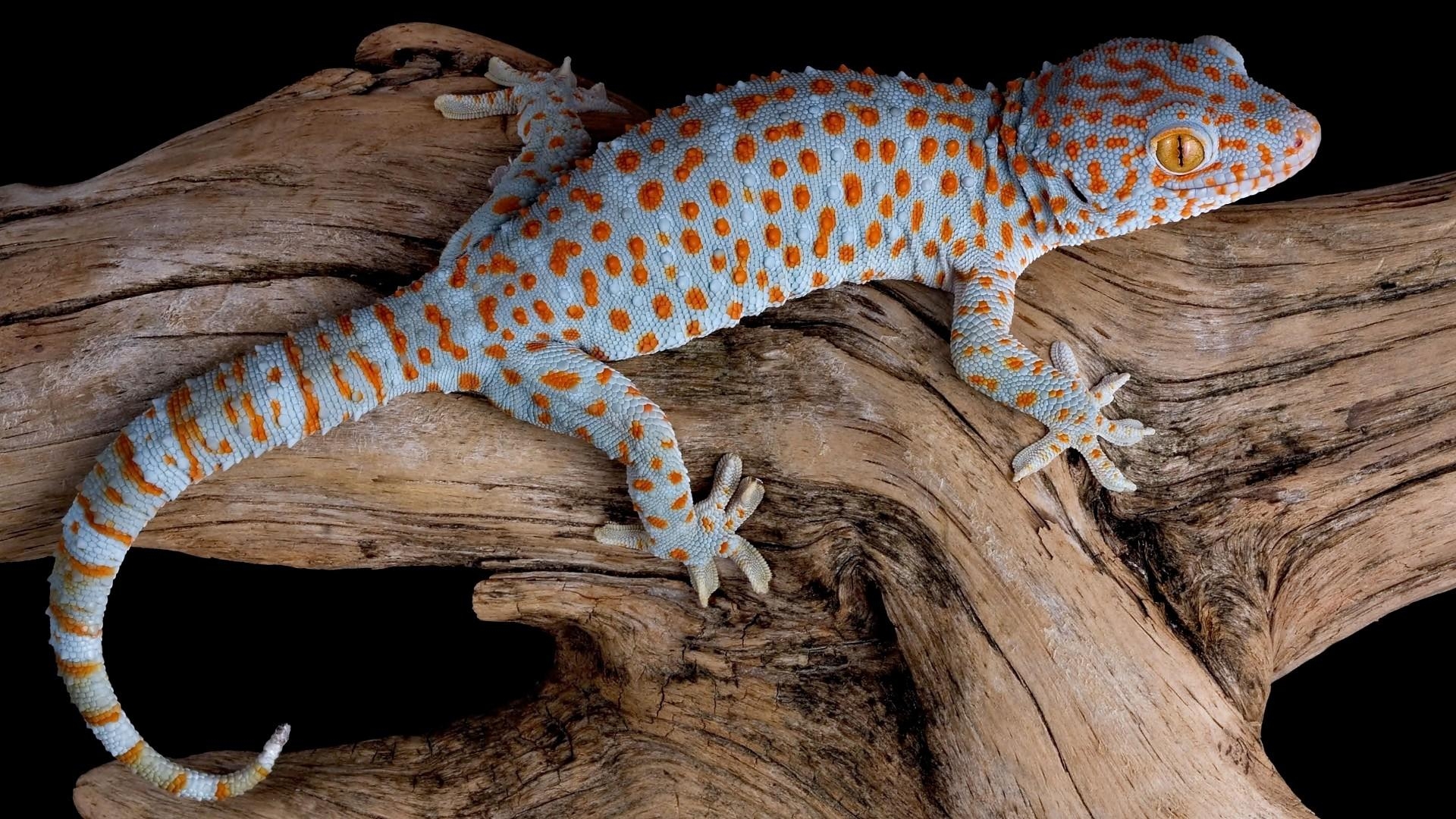 1920x1080 Tokay Gecko HD Wallpaper. Wallpaper Studio 10. Tens of thousands, Desktop