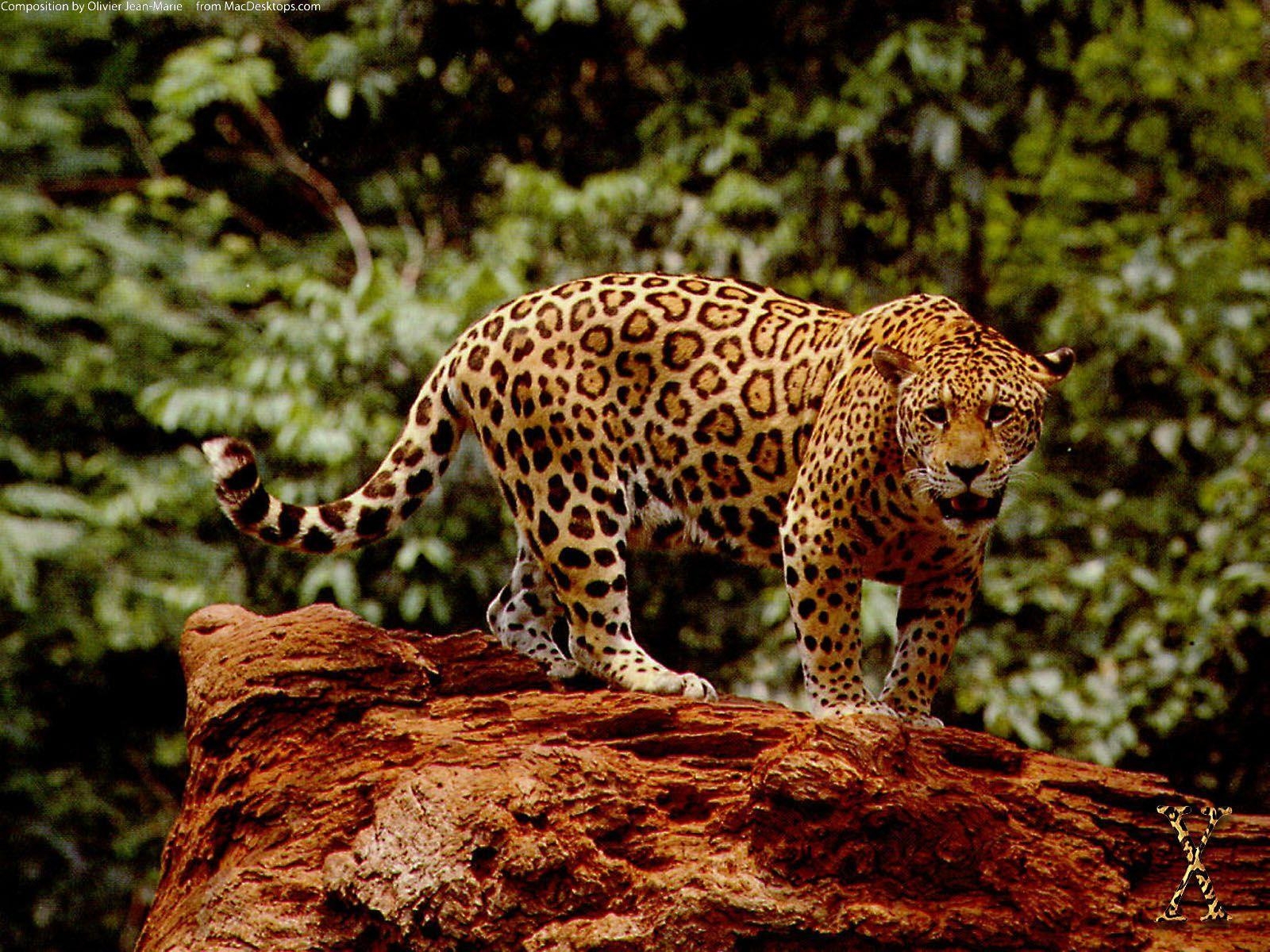 1600x1200 Great Jaguar Wallpaper, Desktop