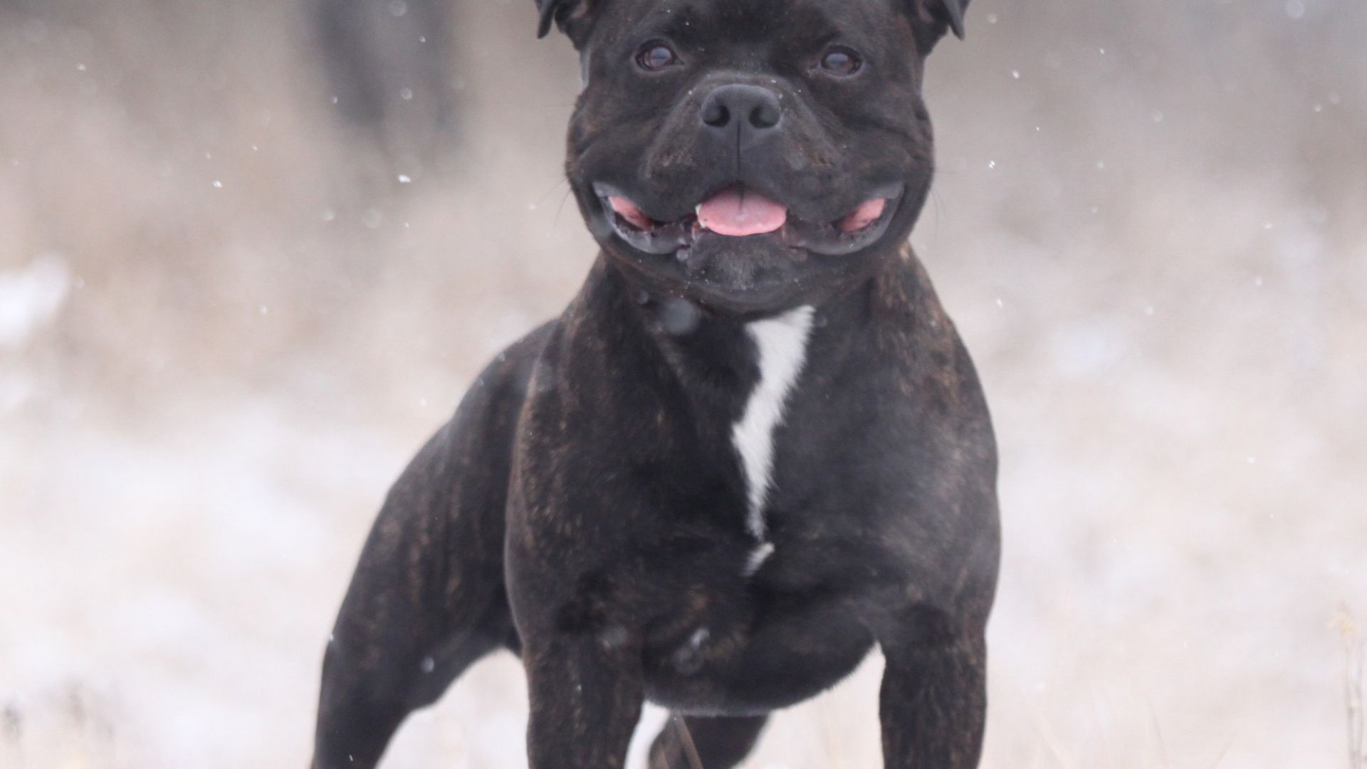 1920x1080 The Puppy Staffordshire Bull Terrier in winter time Desktop, Desktop