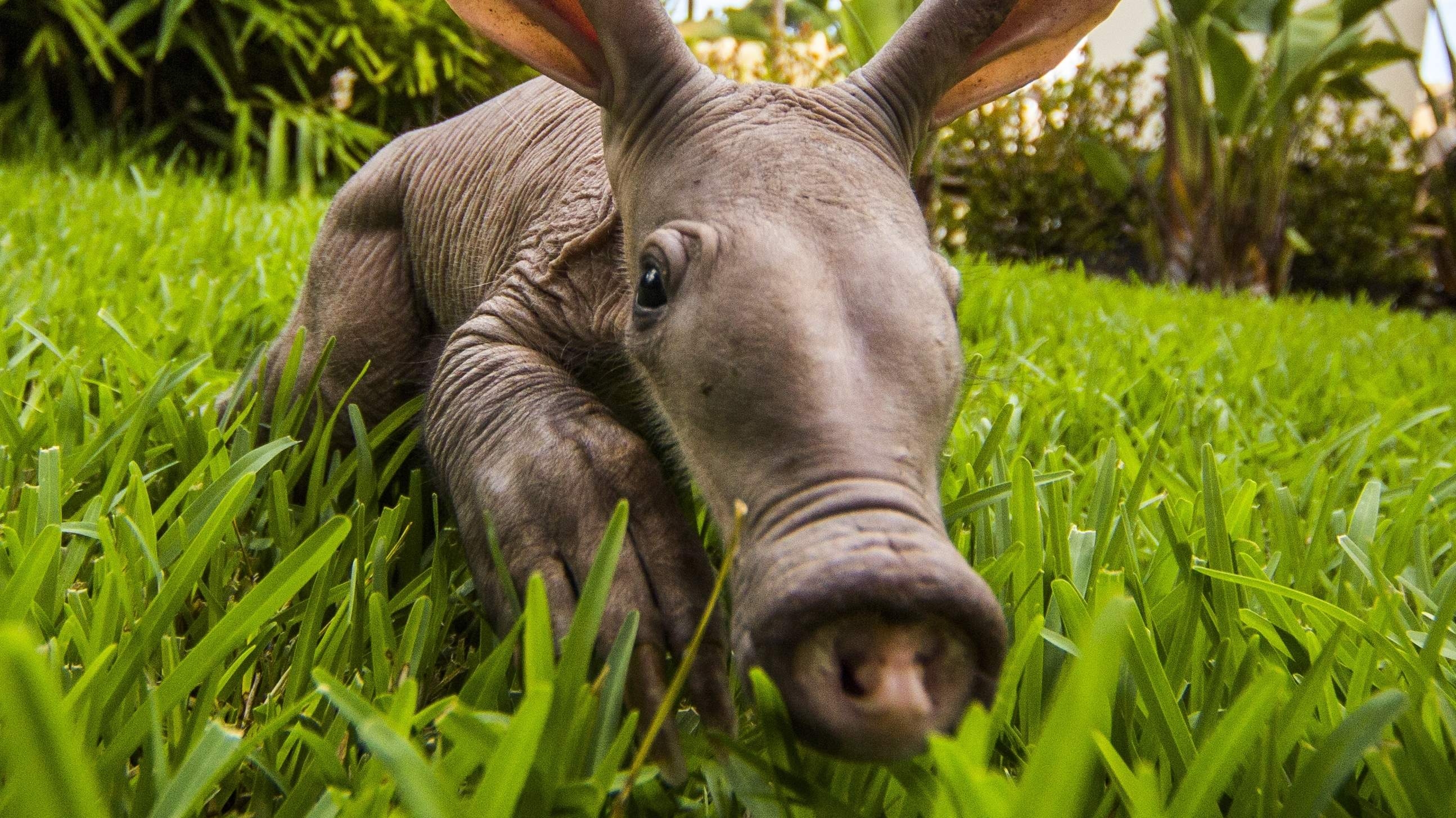 2590x1460 Aardvark HD Wallpaper and Background Image, Desktop