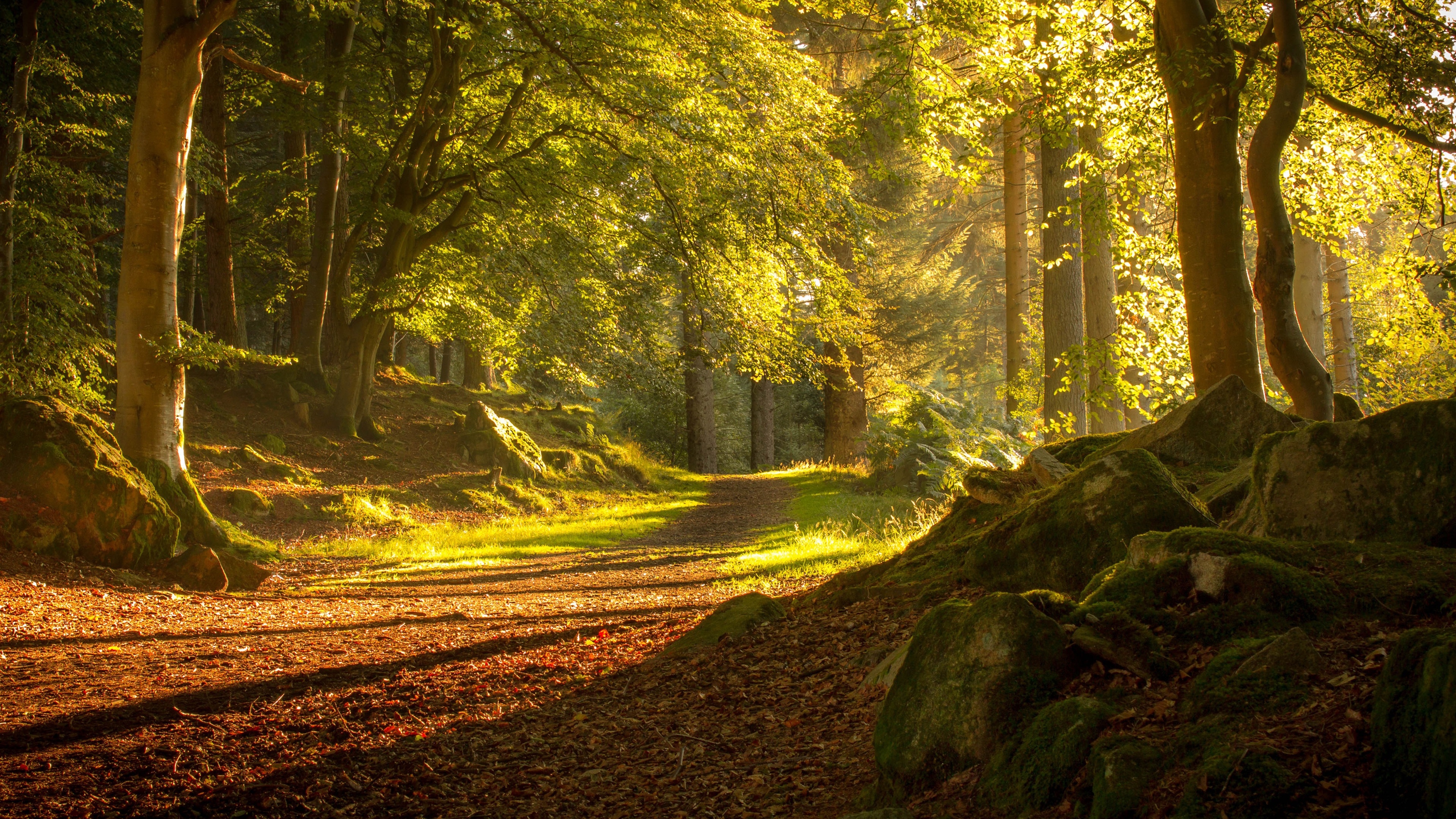 3840x2160 Wallpaper Scotland Aberdeen, trees, path, sunshine  UHD 4K Picture, Image, Desktop