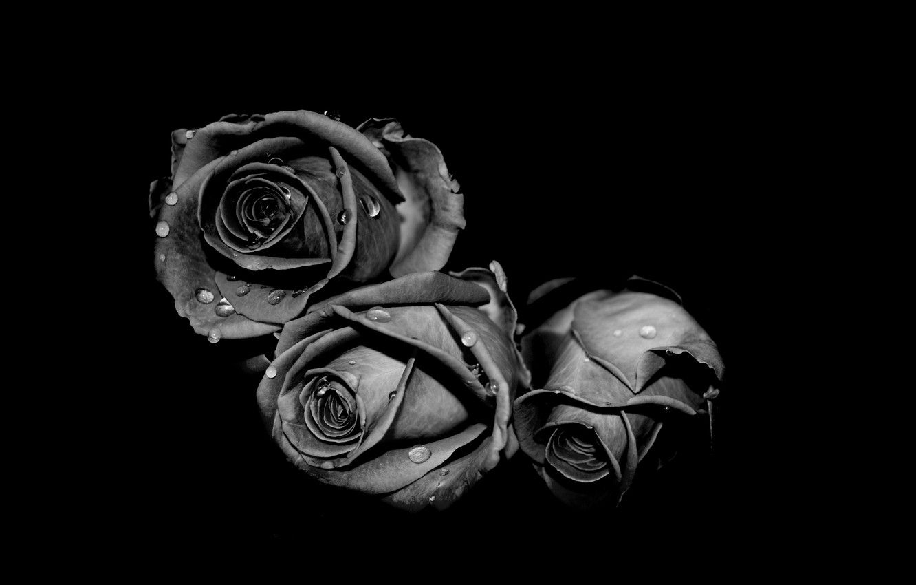 1340x850 Wallpaper white, drops, grey, black, roses image for desktop, Desktop